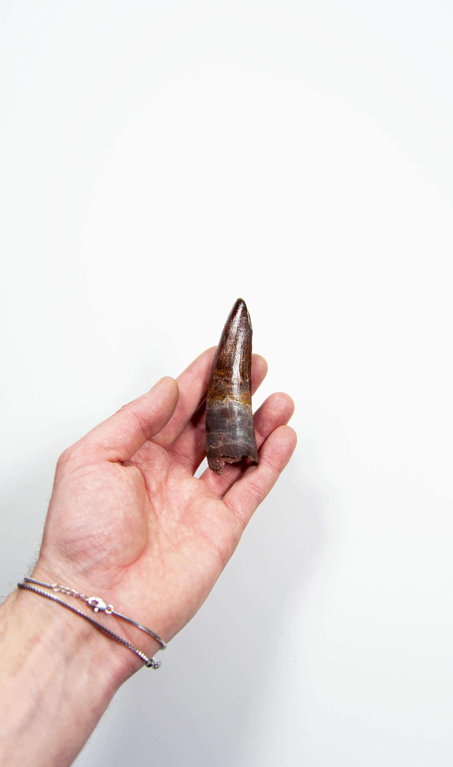 Prehistoric Fossil Spinosaurus Dinosaur Tooth 95mm For Sale