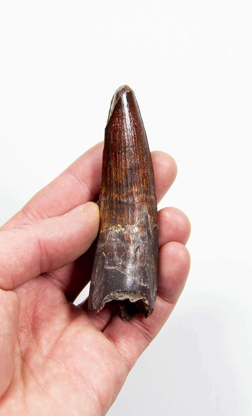 North African Fossil Spinosaurus Dinosaur Tooth 95mm For Sale