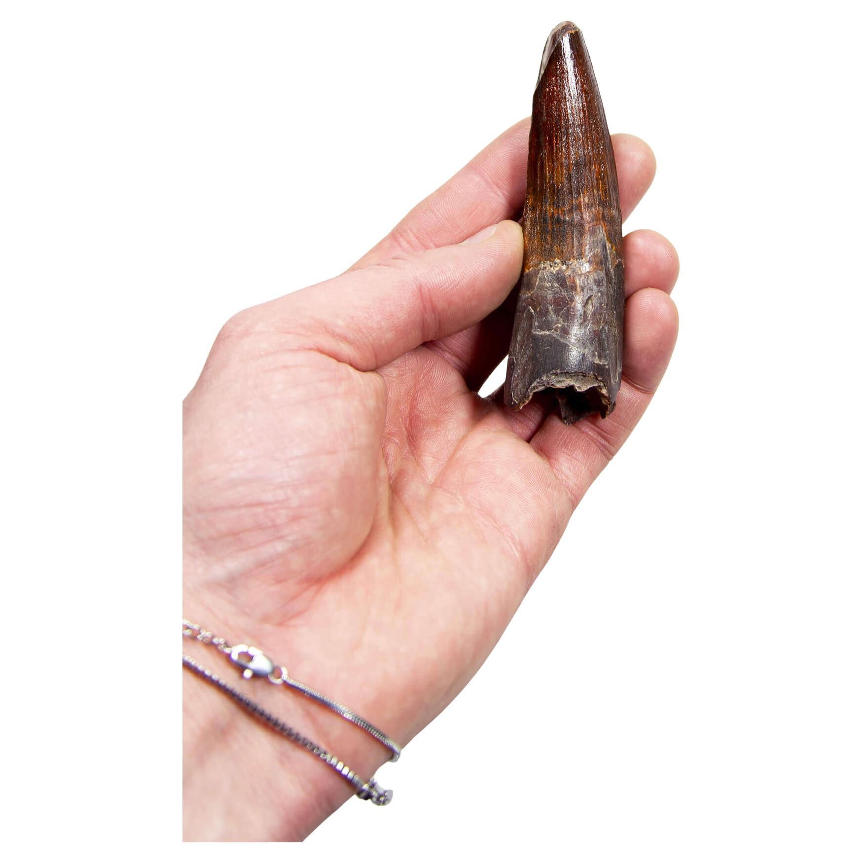 Dente fossile di dinosauro Spinosaurus 95 mm