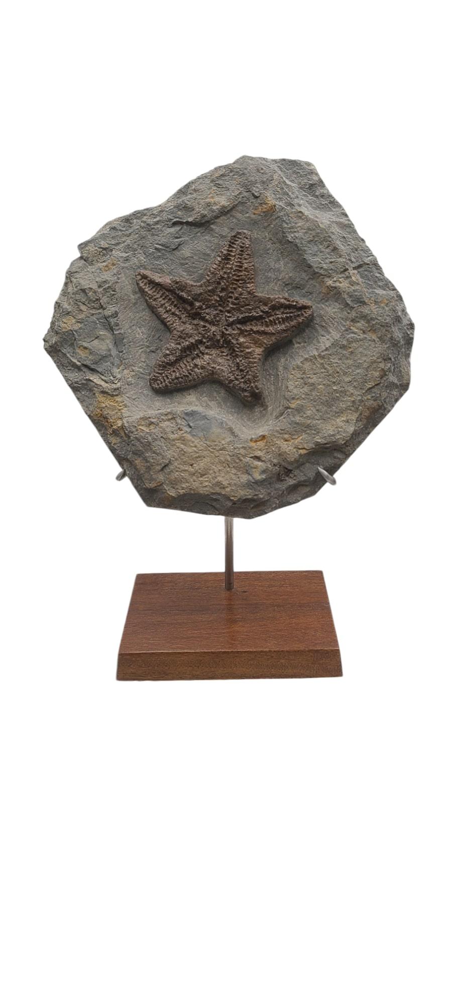 This complete fossil starfish from Erfoud, Morocco, is from the specie petraster (extinct now). It was alive during the Ordivician geologic era (around 485 to 443 million years ago).

It is very well preserved, as starfish tends to disintegrate