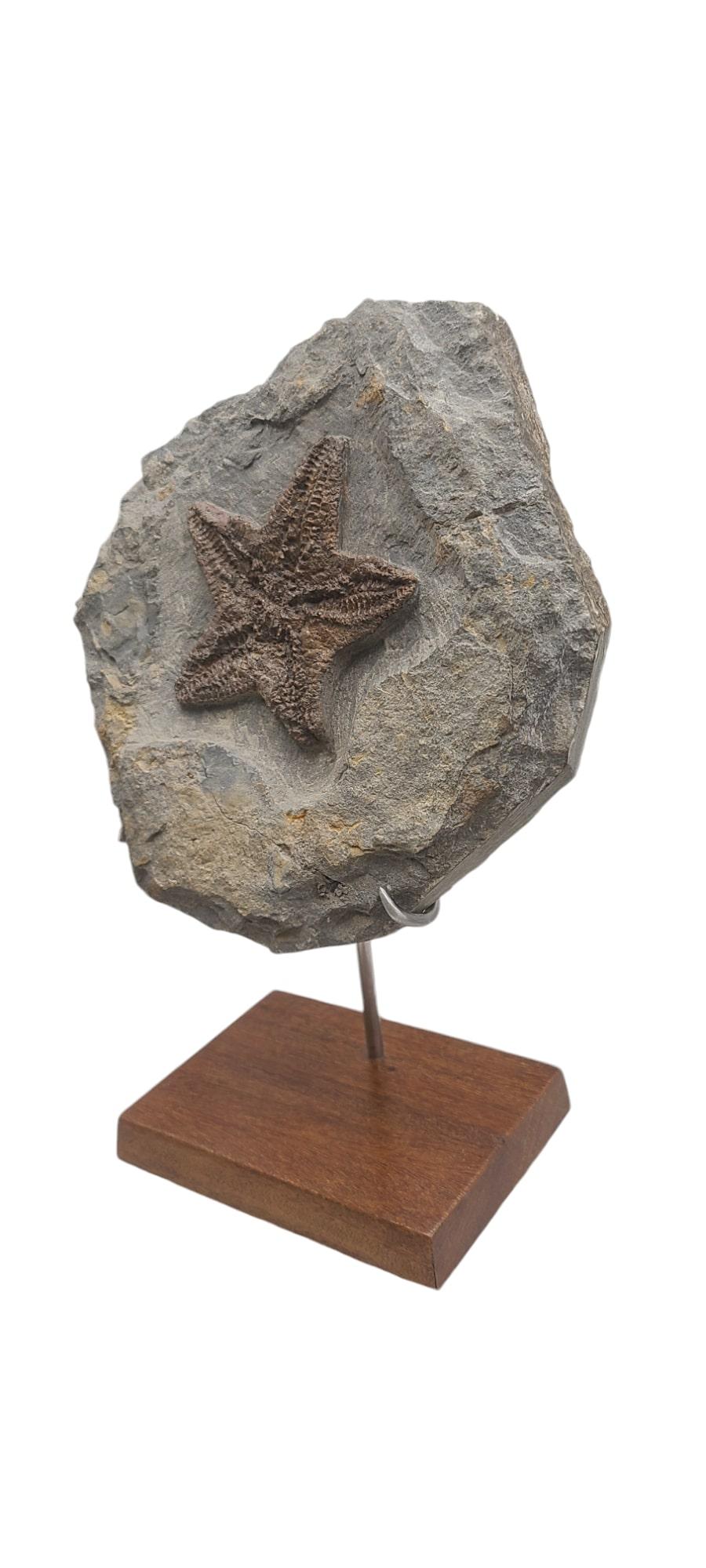Contemporary Fossil Starfish (sp. petraster) from Morocco, Ordovician. On custom stand For Sale