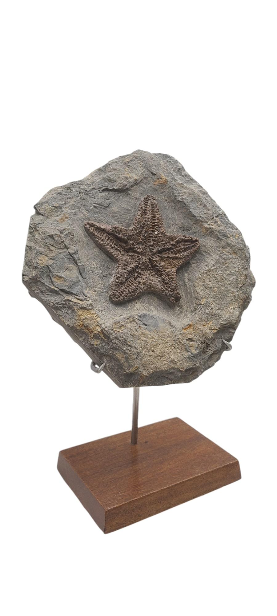 Steel Fossil Starfish (sp. petraster) from Morocco, Ordovician. On custom stand For Sale