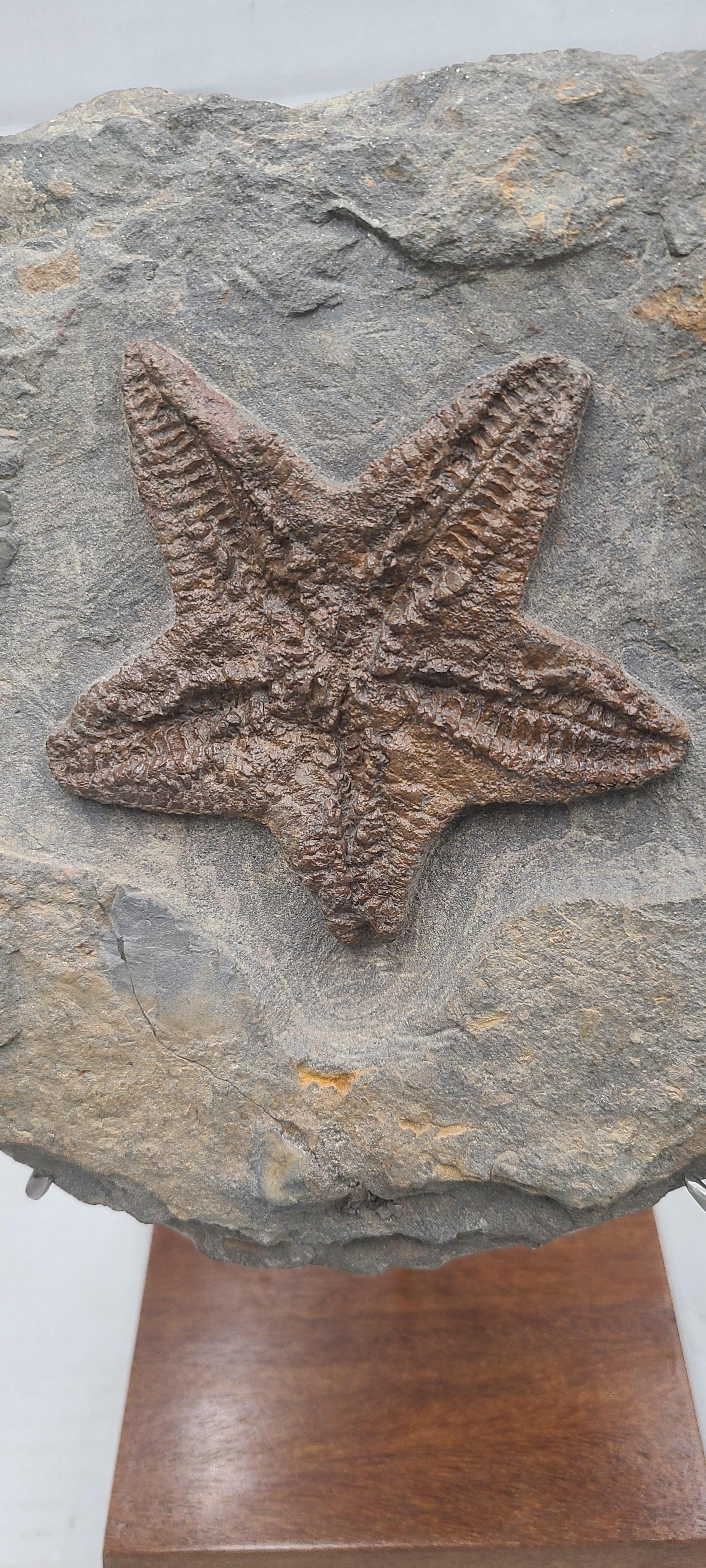 Fossil Starfish (sp. petraster) from Morocco, Ordovician. On custom stand For Sale 1