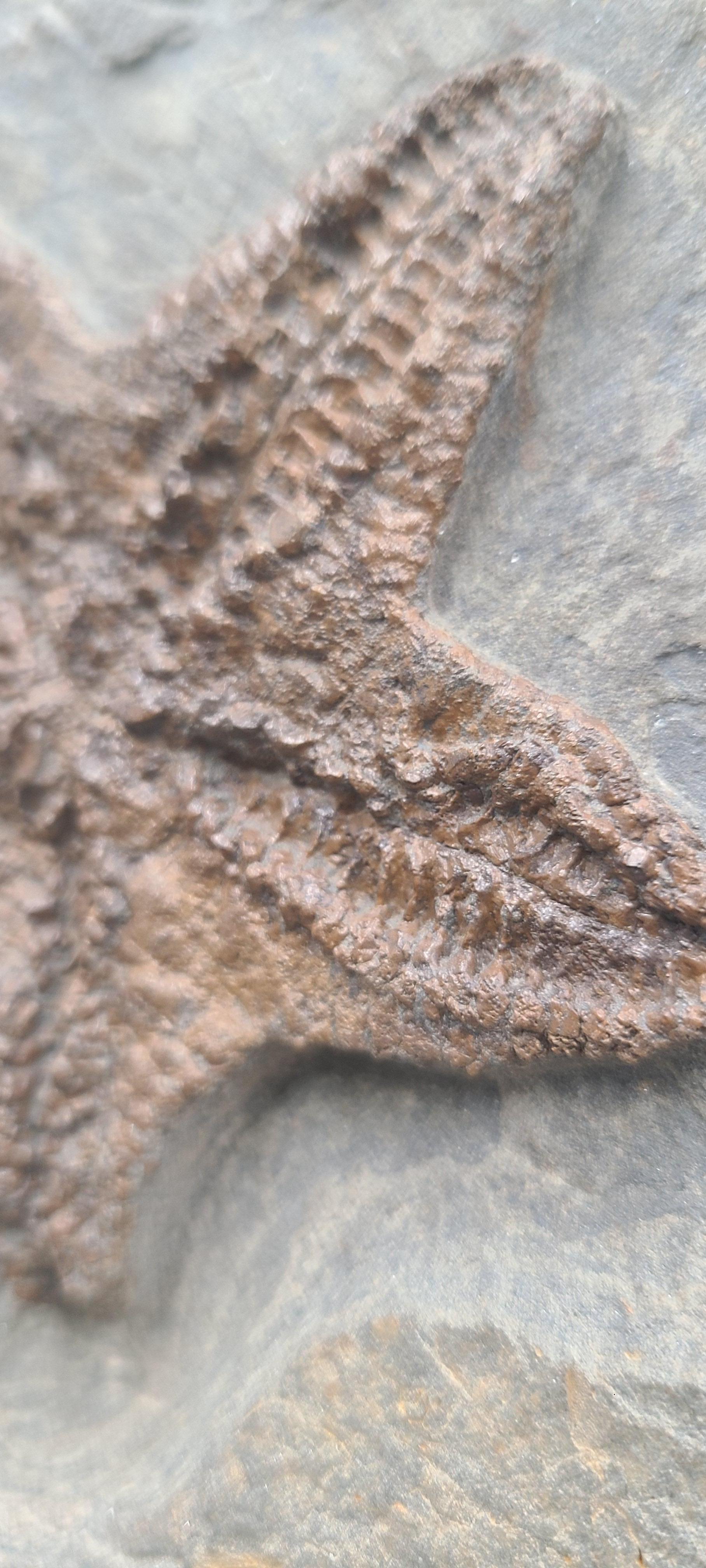 Fossil Starfish (sp. petraster) from Morocco, Ordovician. On custom stand For Sale 2