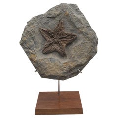 Estrella de mar fósil (sp. petraster) de Marruecos, Ordovícico. En soporte personalizado