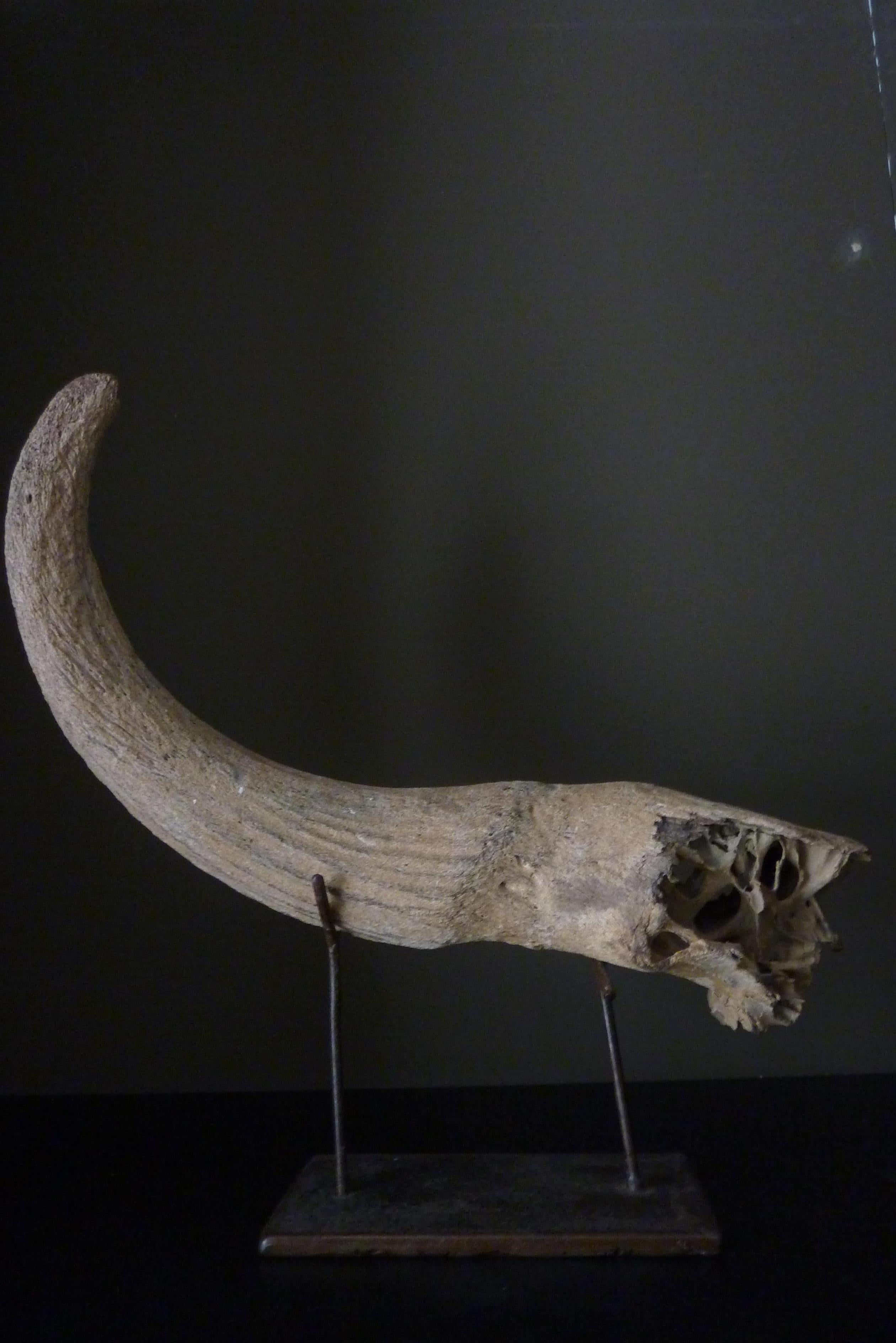 Fossil Steppe Bison horn with skull piece (Bison Priscus)
A fosile of a Steppe Bison Horn, Bison Priscus.
The Bison Priscus lived in the Pleistocene between 250.000 and 10.000 years ago.
This horn is one of the 80 Bison from a discovered mass