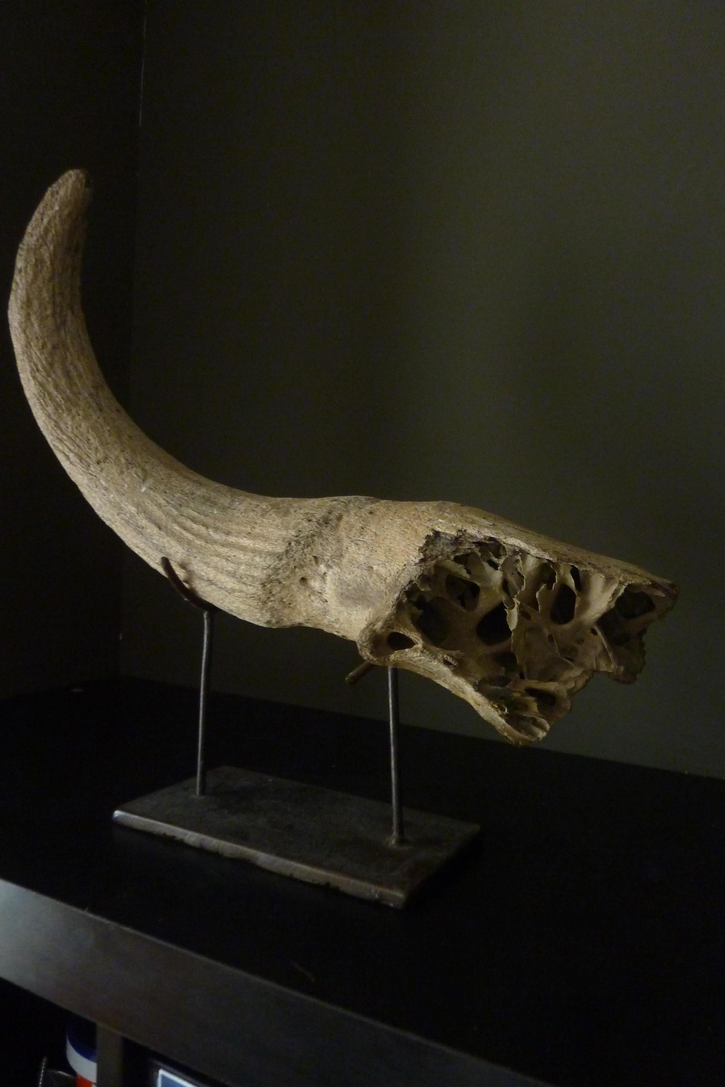 step bison skull