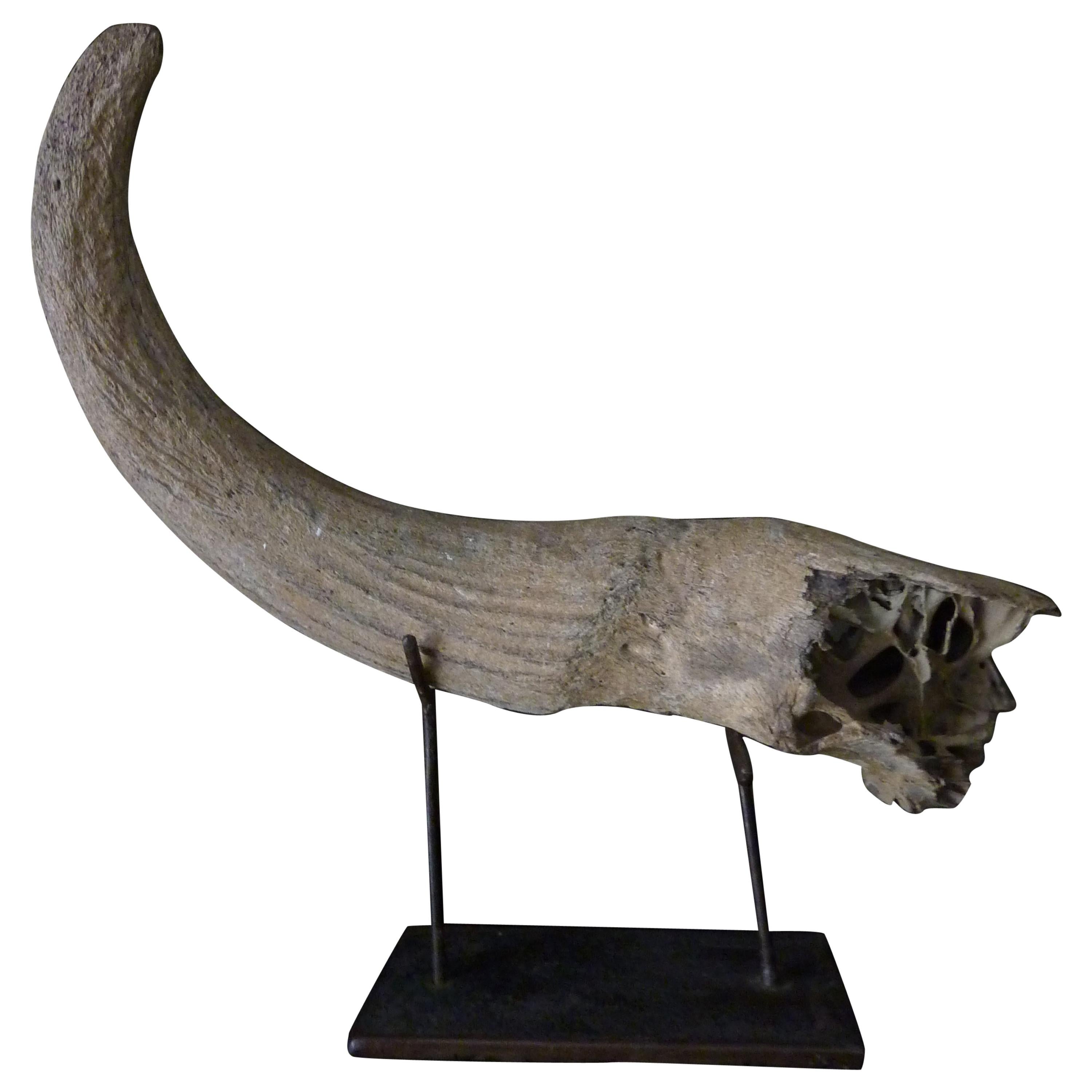 Fossil Steppe Bison Horn with Skull Piece 'Bison Priscus'