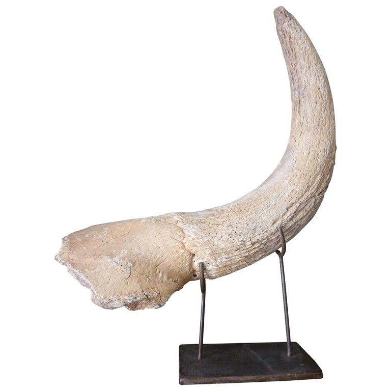 Fossil Steppe Bison Horn with Skull Piece 'Bison Priscus' For Sale at