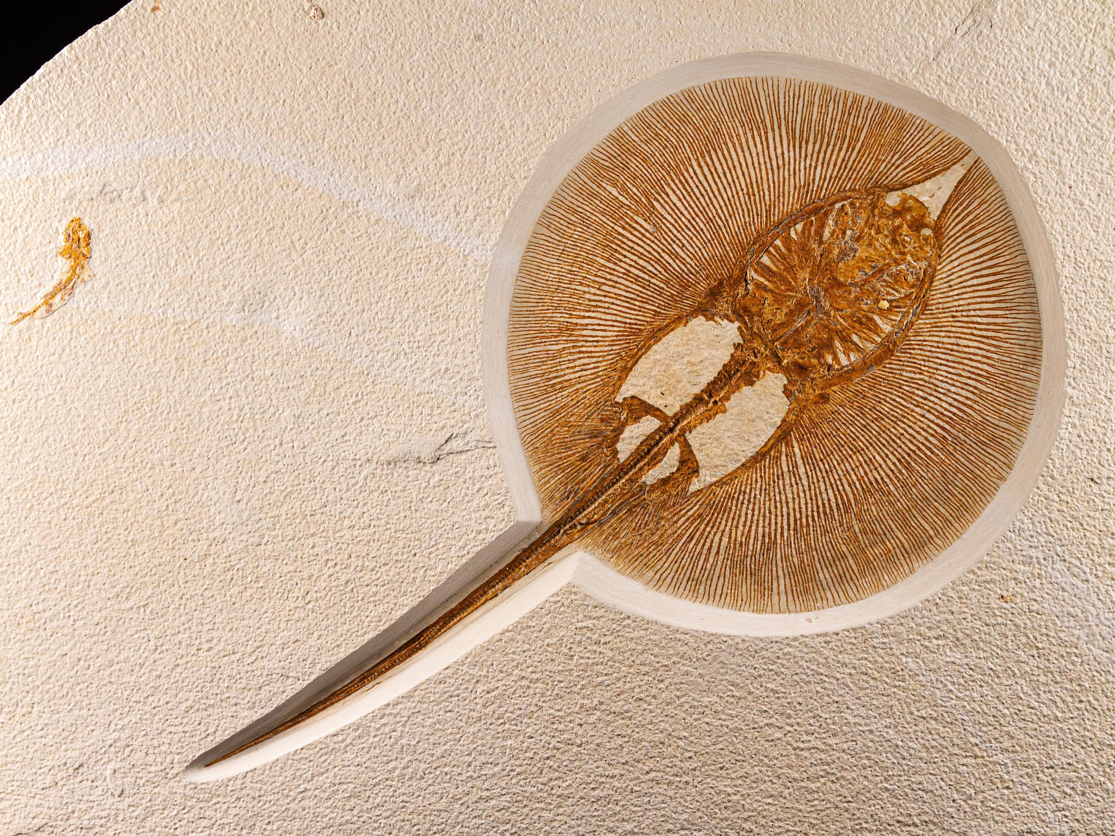 Fossil Stingray (Heliobatis radians) on Custom Walnut Base, Eocene For ...
