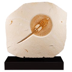 Fossiler Stechrochen (Heliobatis radians) auf Sockel aus Nussbaumholz, Eozän