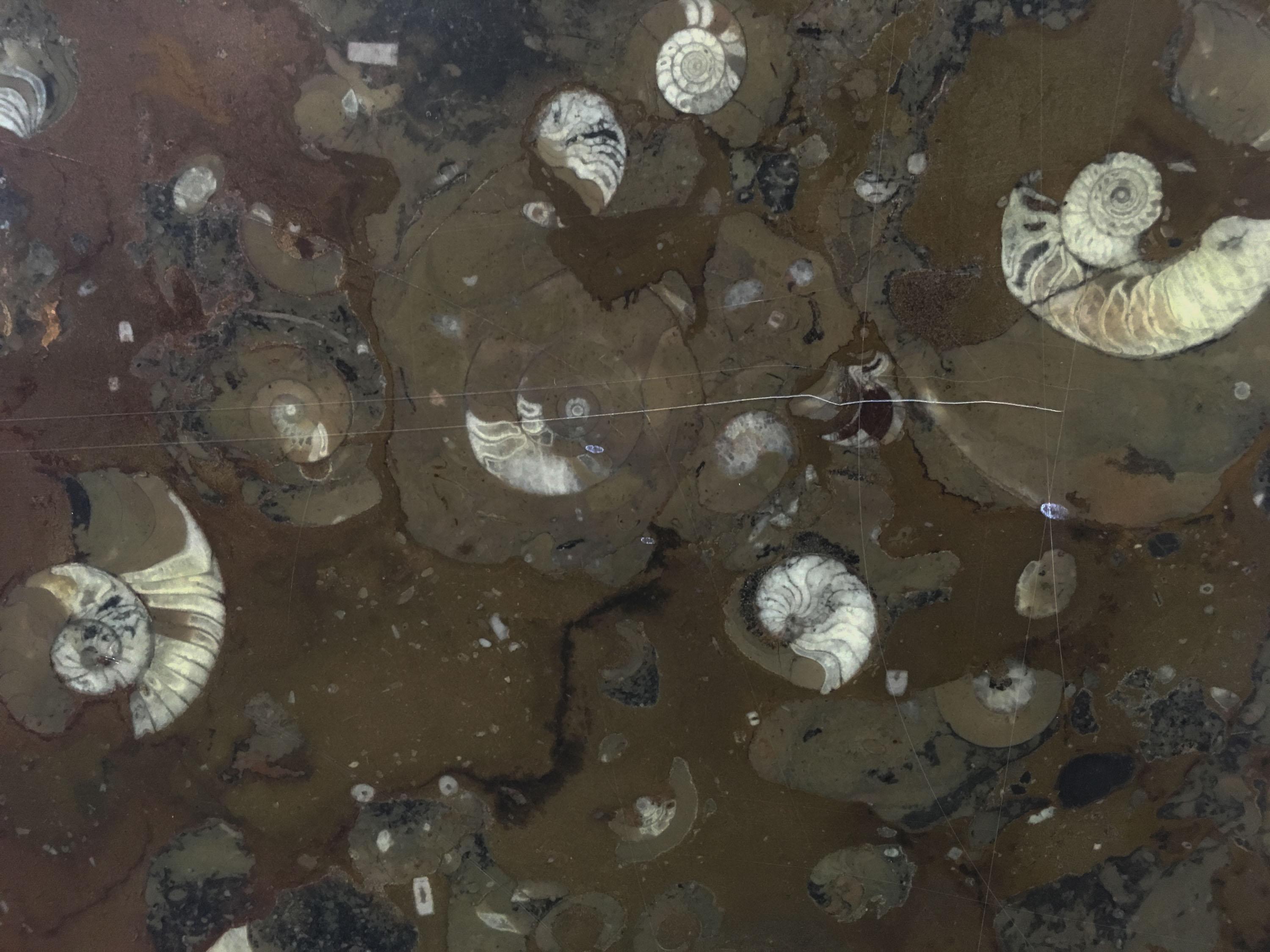 Tischplatte aus Fossilstein-Marmor mit Ammoniten- und Schlangenintarsien aus Schildpatt im Angebot 3