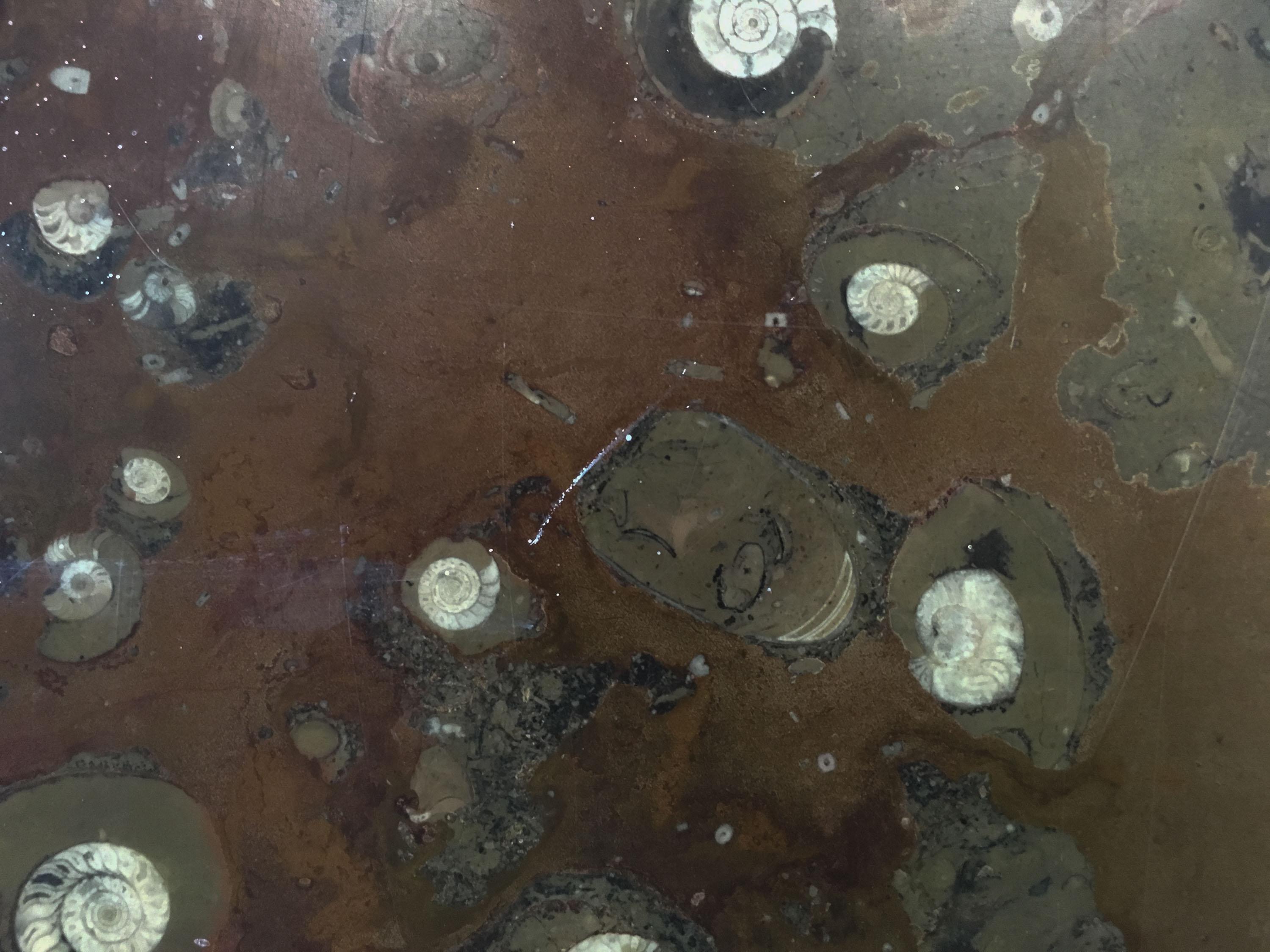 Top de table en marbre de pierre fossile avec incrustations d'armoiries et de requins en vente 4