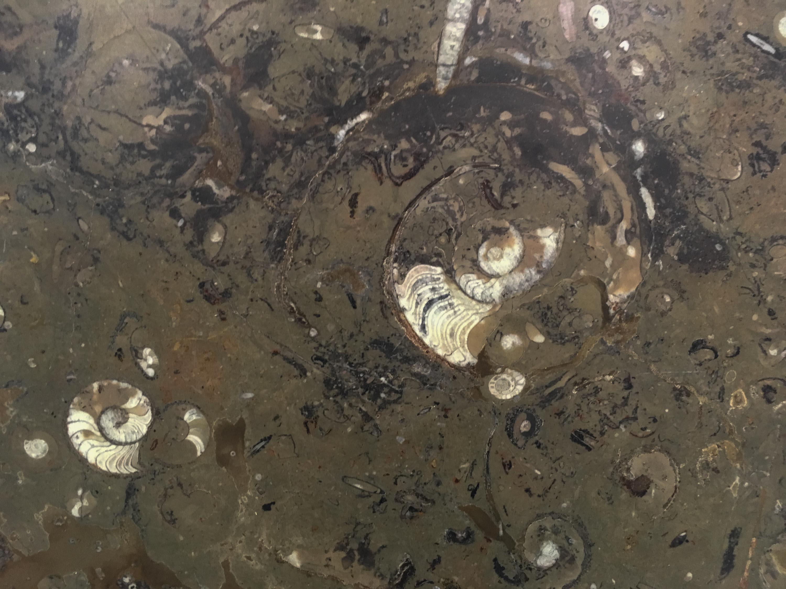 Allemand Top de table en marbre de pierre fossile avec incrustations d'armoiries et de requins en vente
