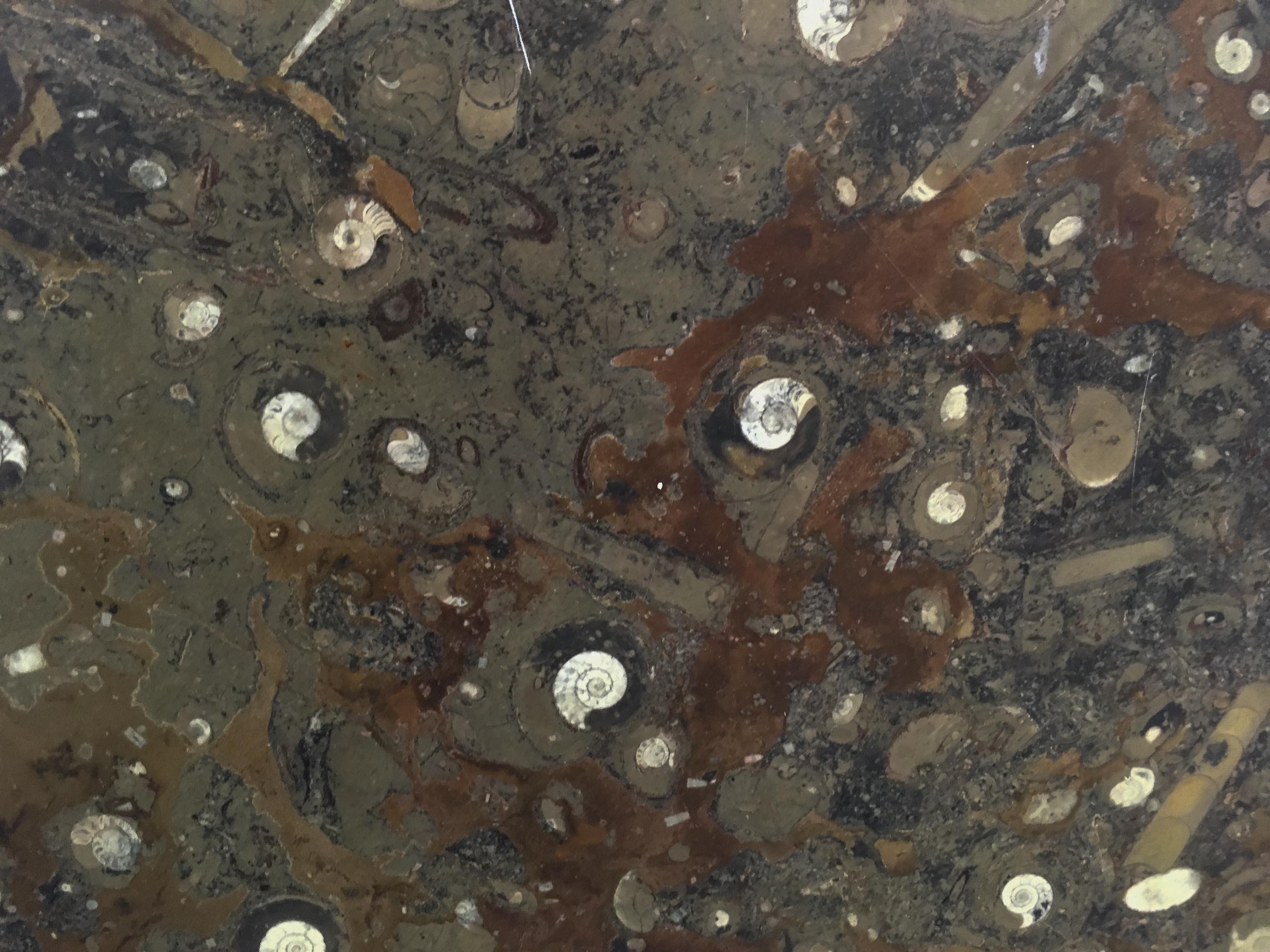 Tischplatte aus Fossilstein-Marmor mit Ammoniten- und Schlangenintarsien aus Schildpatt (Deutsch) im Angebot