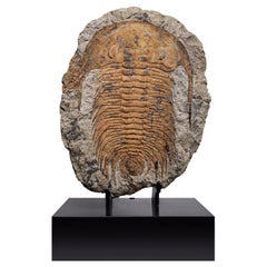 Fossil Trilobite (Acadoparadoxides sp.) on Custom Walnut Base, Cambrian
