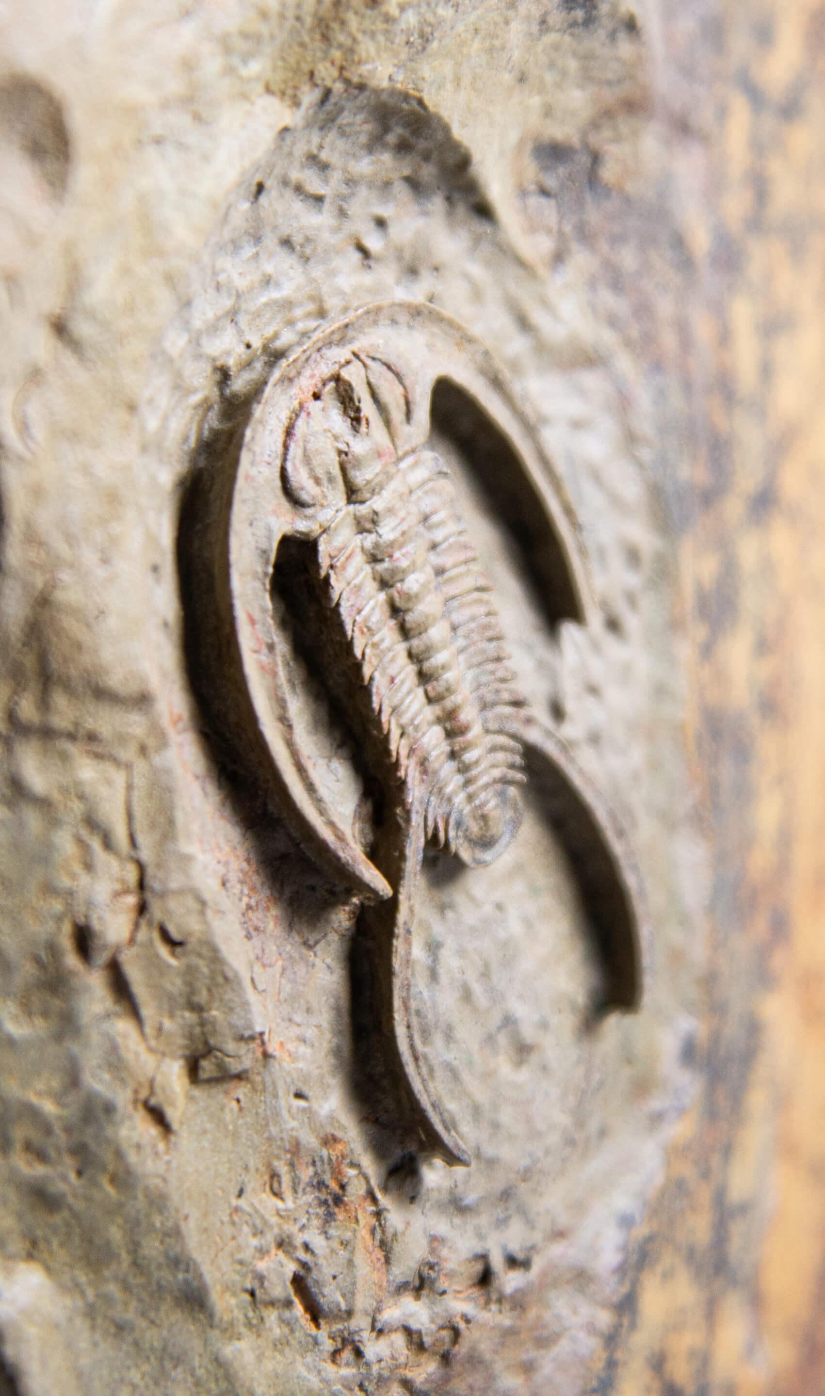 Fossil Trilobite Surmounted Bronze Stand Resserops Perrector falloti For Sale 4