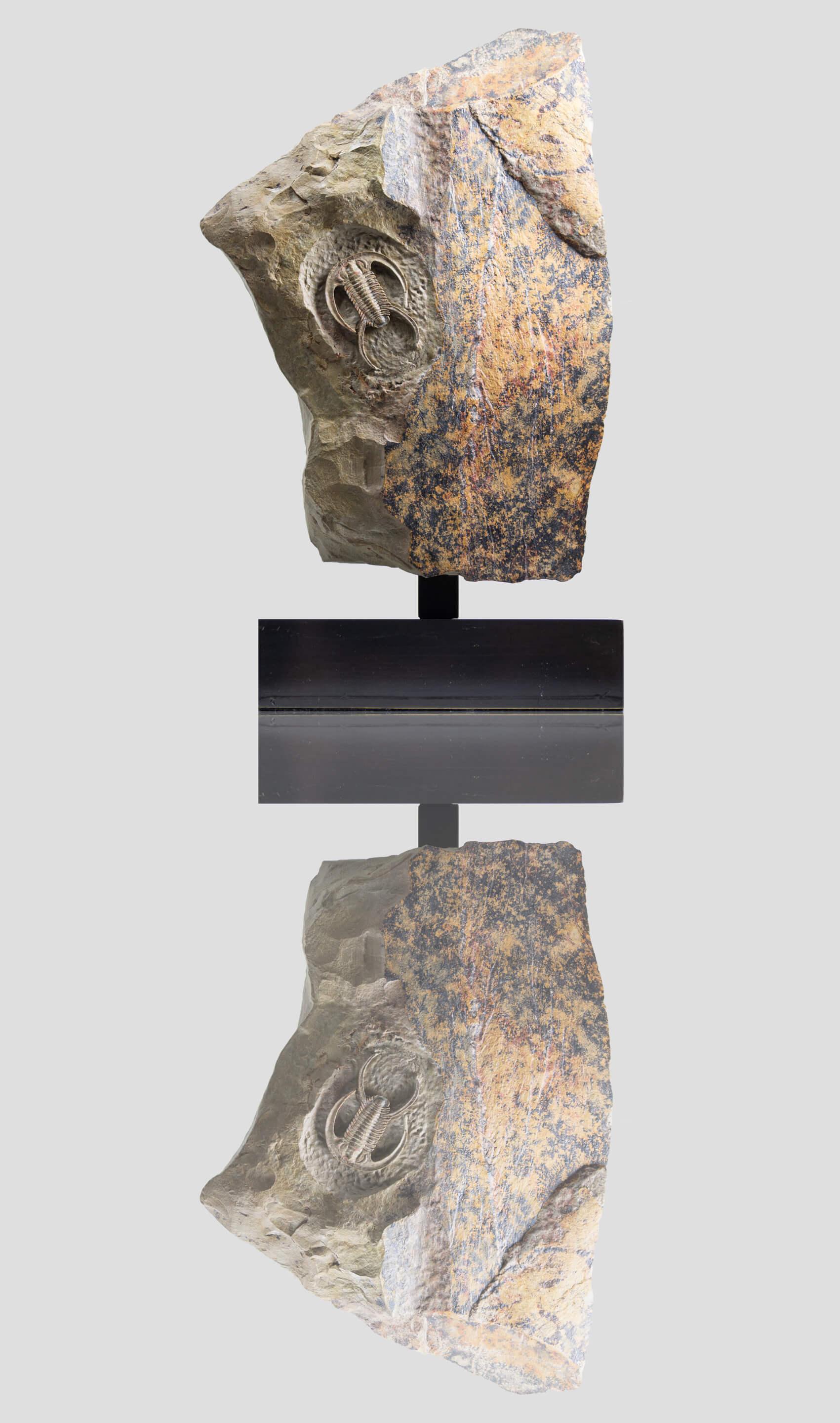 Resserops [Perrector] falloti from the West Gondwana Atlasian shales. An exceptional specimen of the finest grade, prepared in relief from the surrounding shale, one of the oldest trilobite-bearing fossil lagerstätten on Earth. Raised on a fine