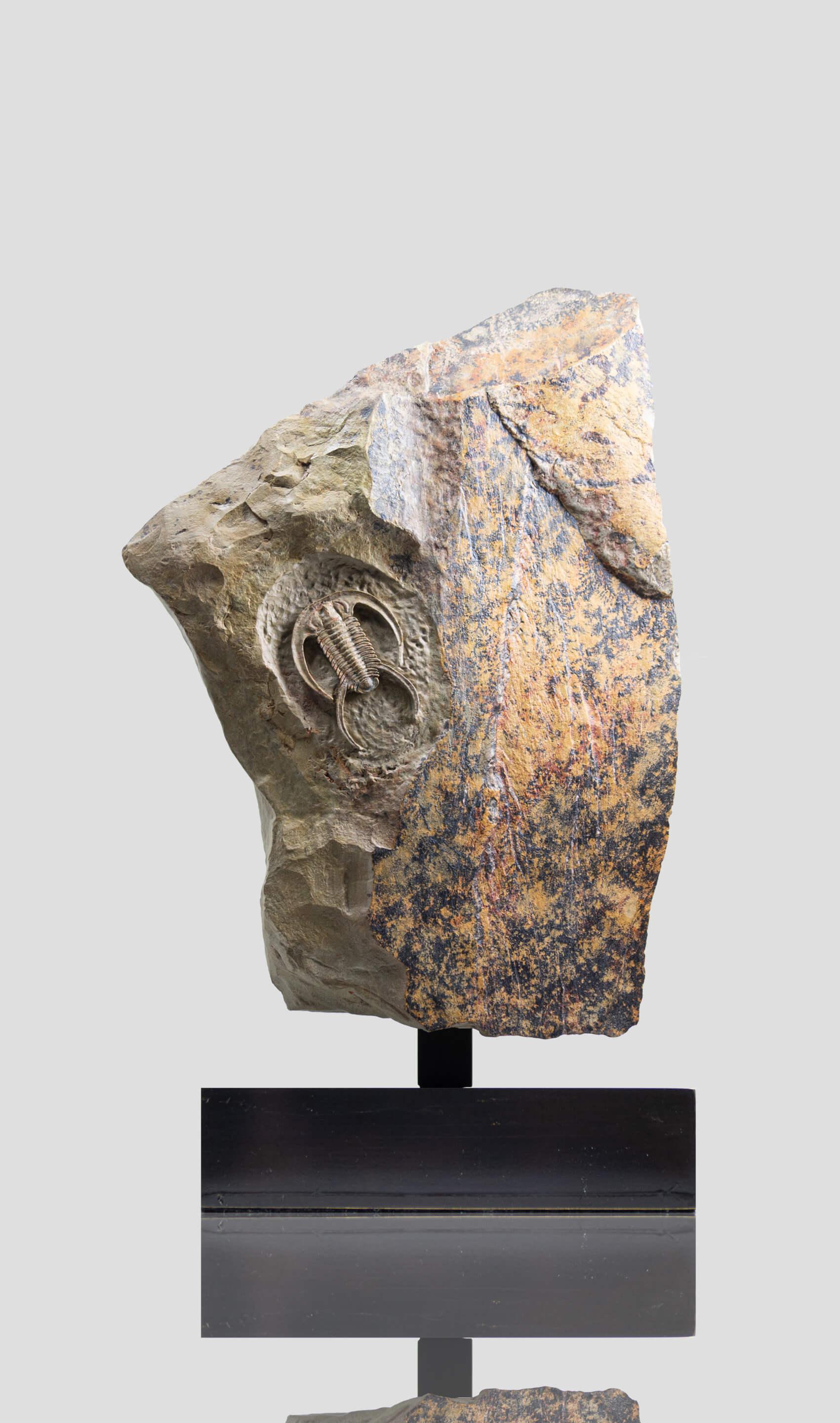 Prehistoric Fossil Trilobite Surmounted Bronze Stand Resserops Perrector falloti For Sale