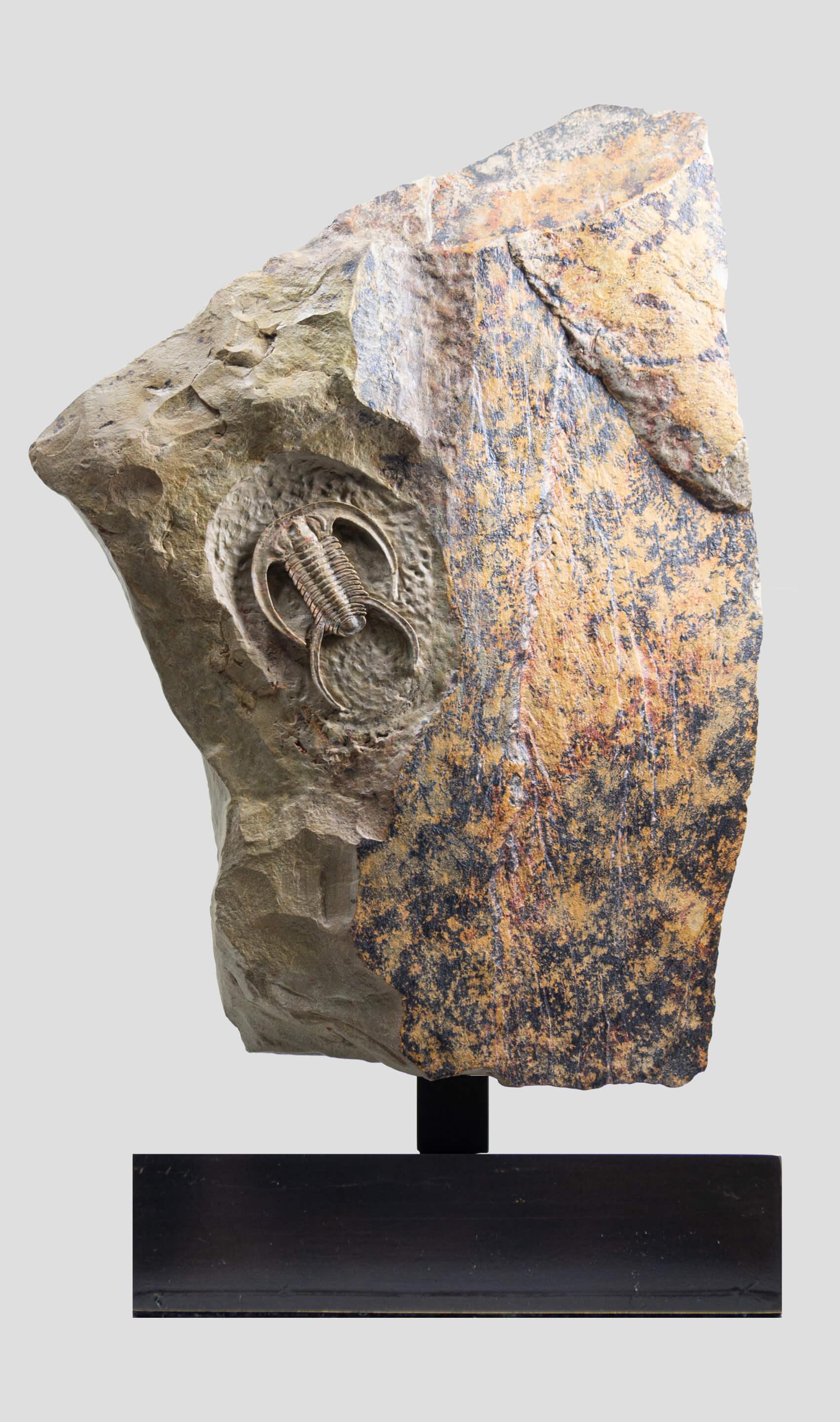 North African Fossil Trilobite Surmounted Bronze Stand Resserops Perrector falloti For Sale