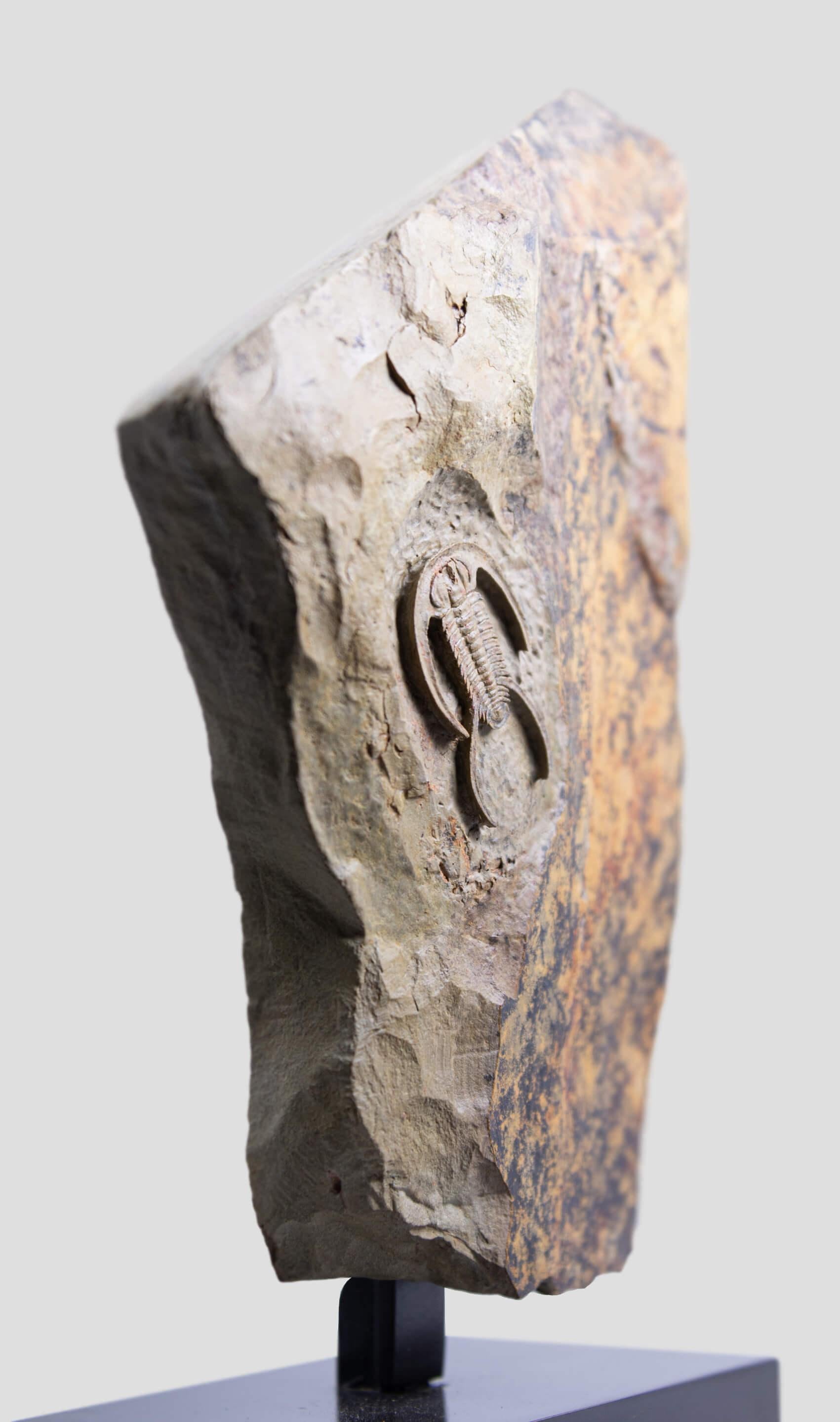 Fossil Trilobite Surmounted Bronze Stand Resserops Perrector falloti In Excellent Condition For Sale In Scorton, GB