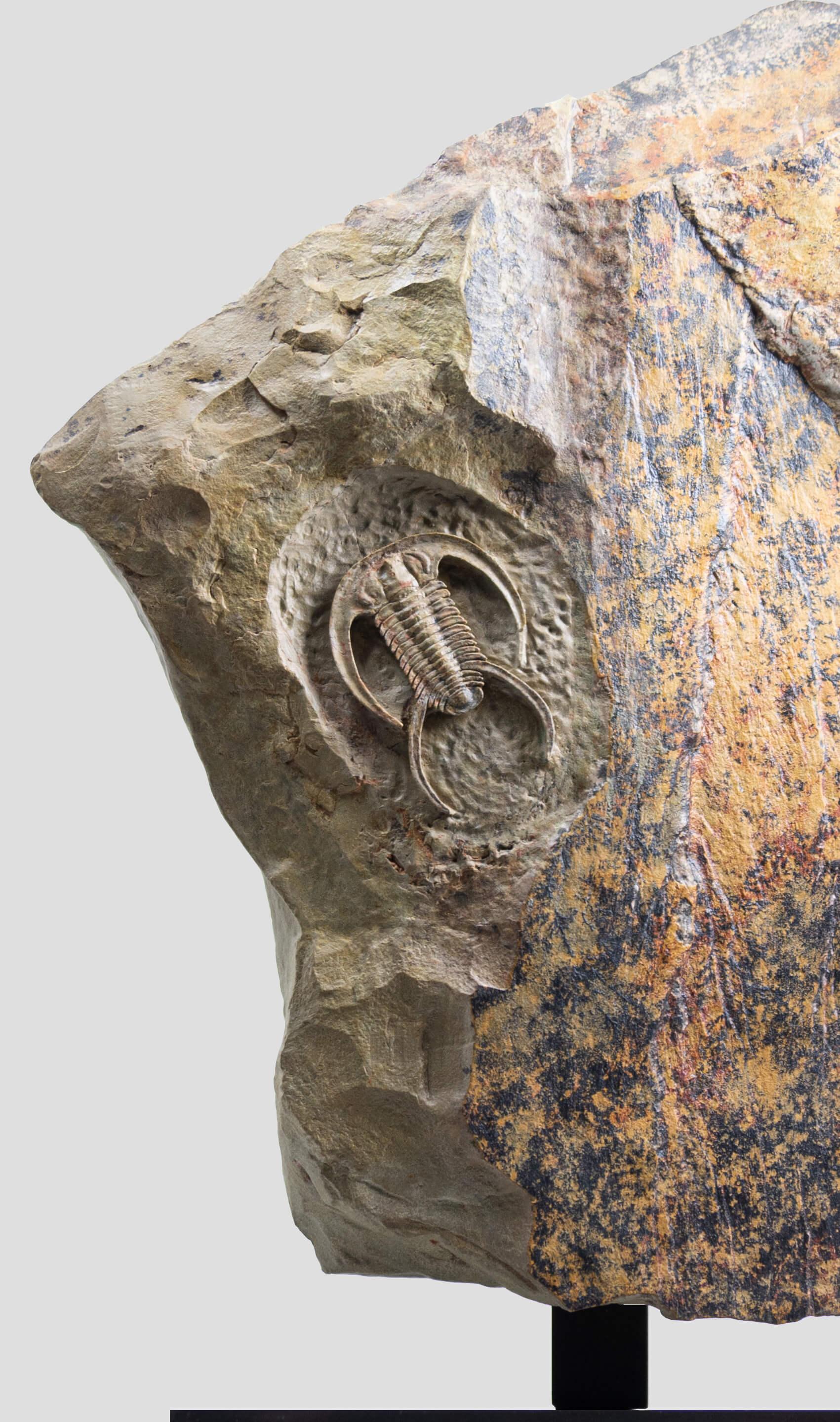 18th Century and Earlier Fossil Trilobite Surmounted Bronze Stand Resserops Perrector falloti For Sale