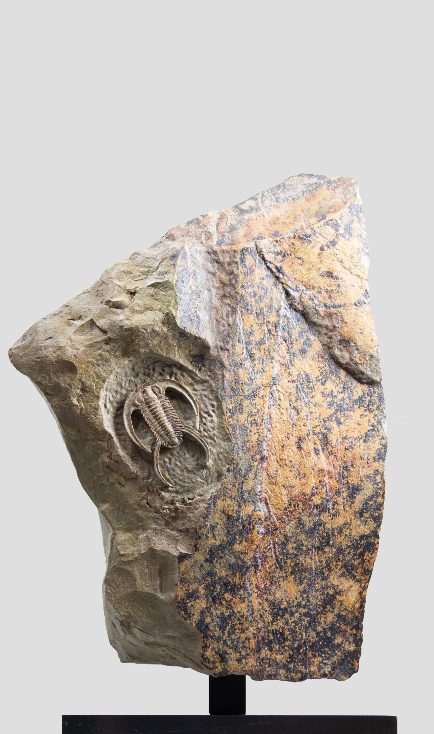 Ironstone Fossil Trilobite Surmounted Bronze Stand Resserops Perrector falloti For Sale