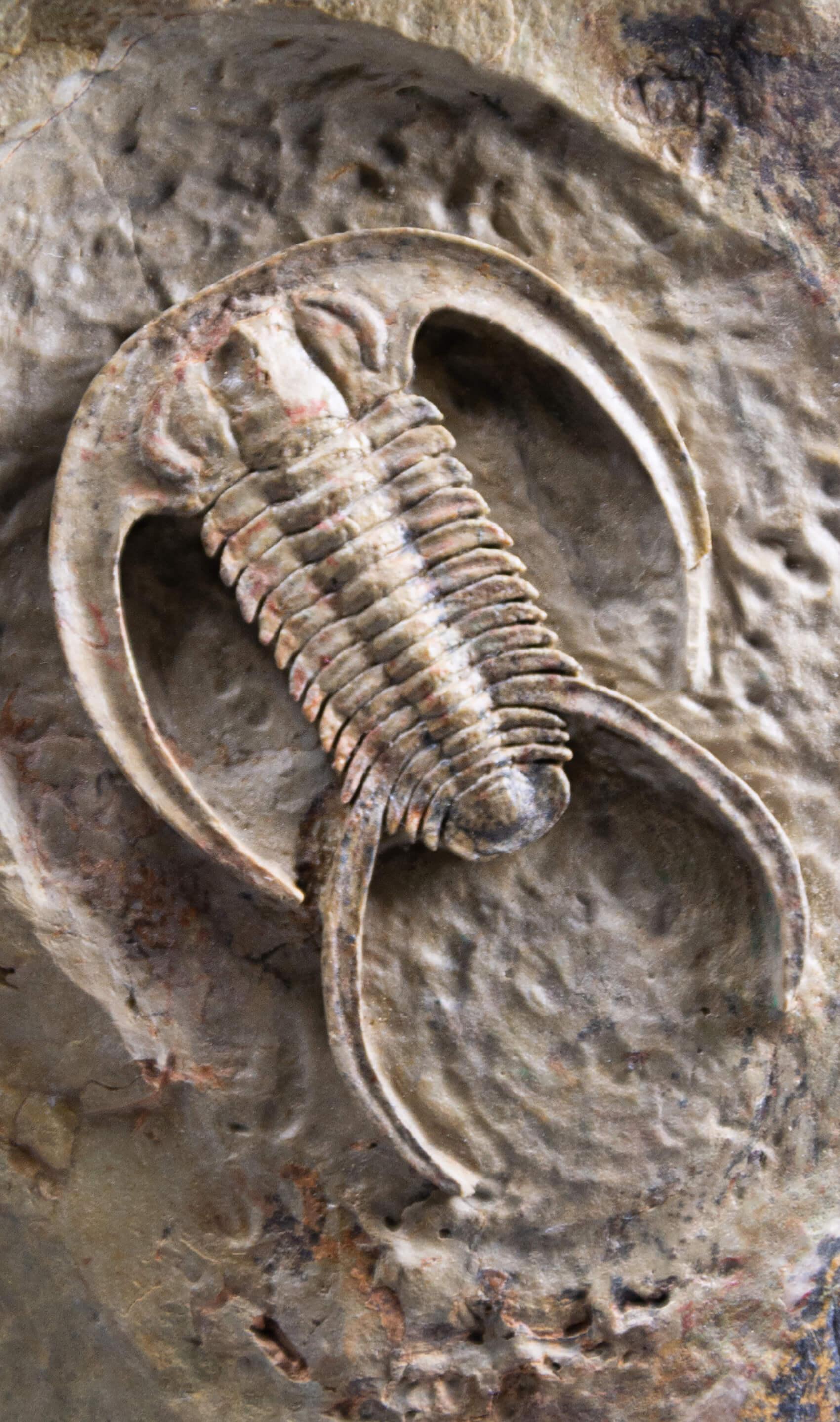 Fossil Trilobite Surmounted Bronze Stand Resserops Perrector falloti For Sale 1