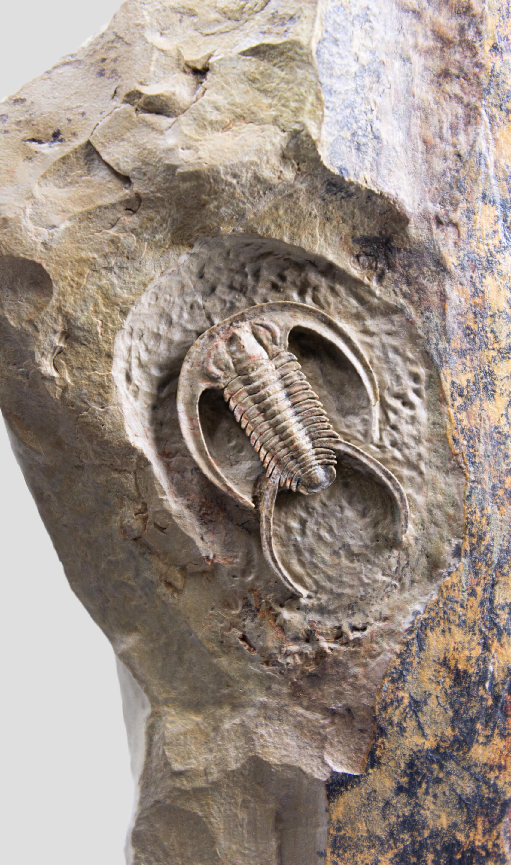 Fossil Trilobite Surmounted Bronze Stand Resserops Perrector falloti For Sale 2