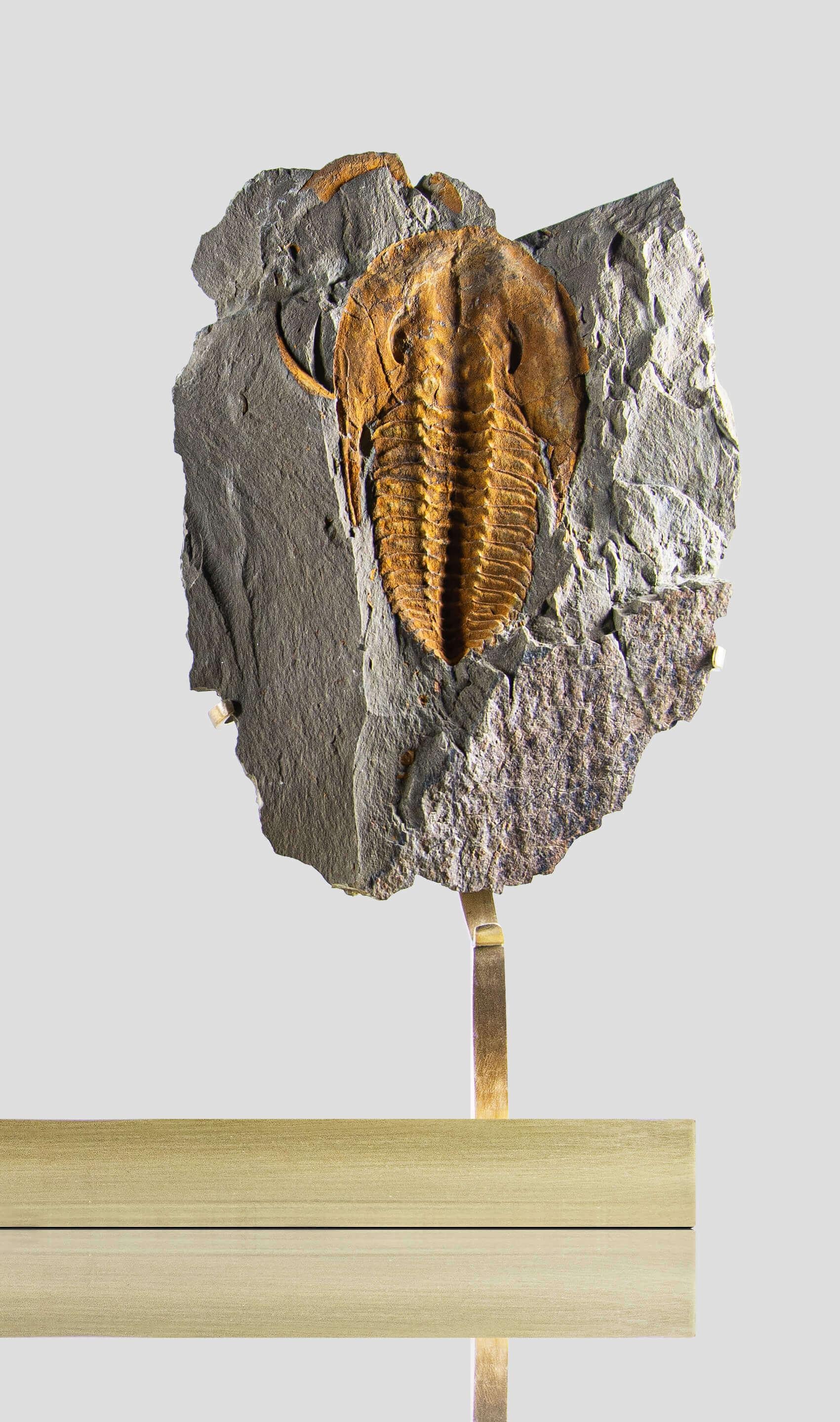 Preistorico Trilobite fossile sormontato da un supporto in ottone acidato in vendita
