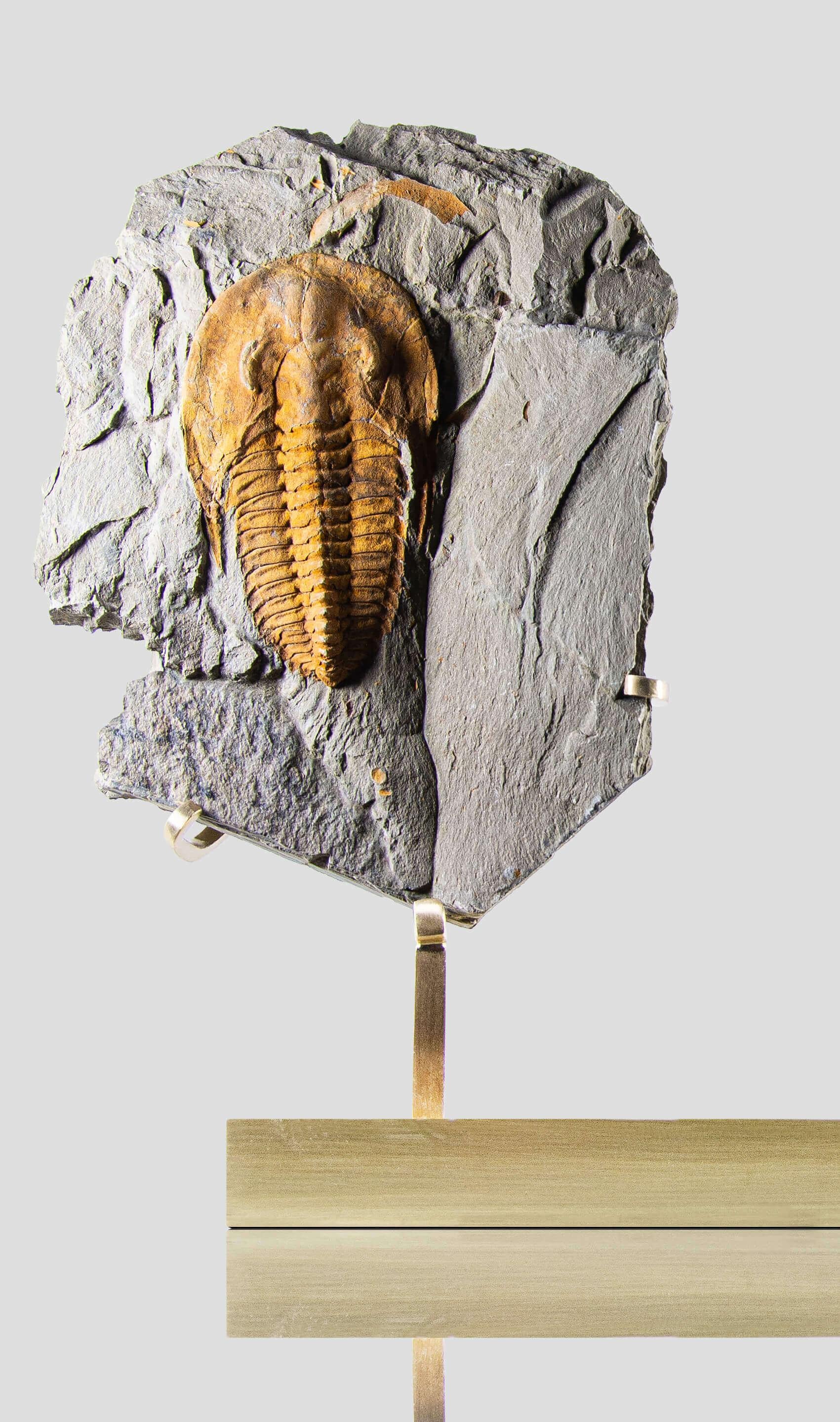 Nordafricano Trilobite fossile sormontato da un supporto in ottone acidato in vendita