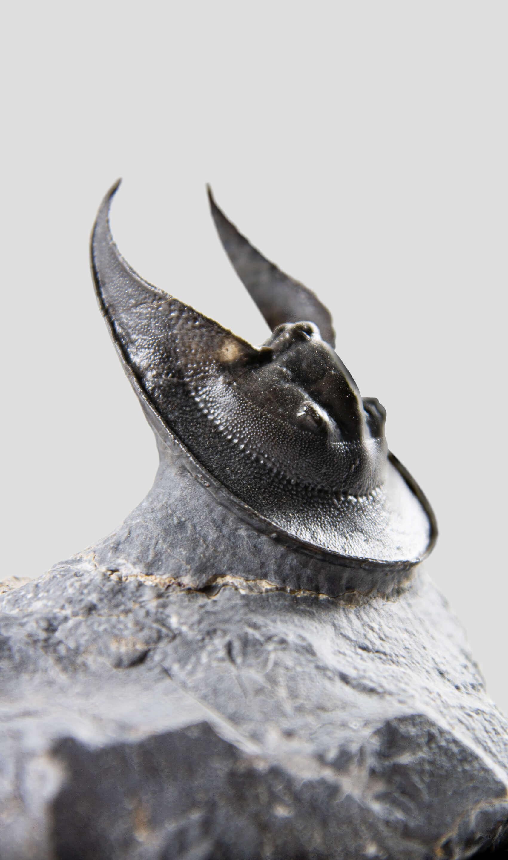 Trilobite fósil de 500 millones de años de antigüedad Norteafricano