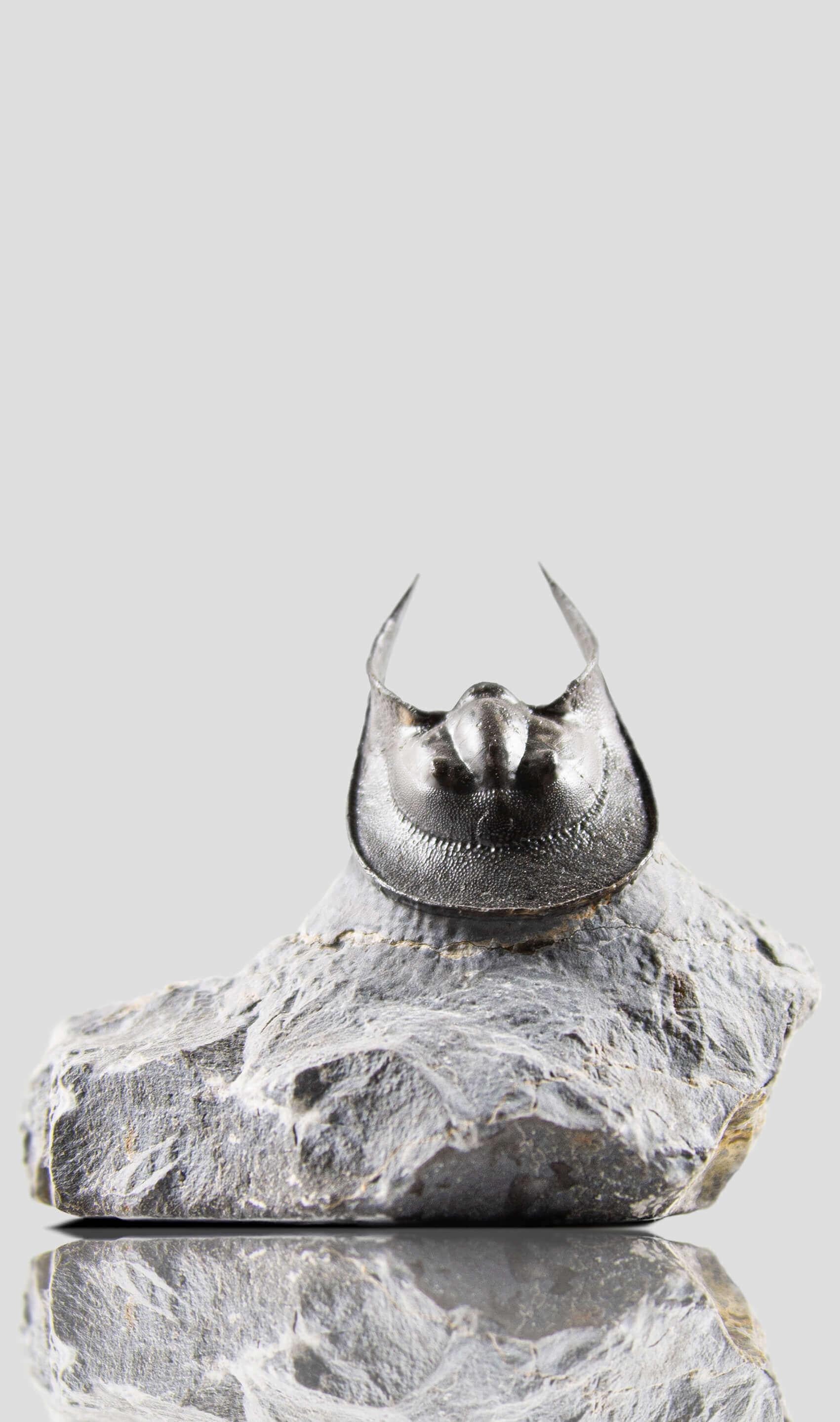 Trilobite fósil de 500 millones de años de antigüedad en Excelente Estado en Scorton, GB