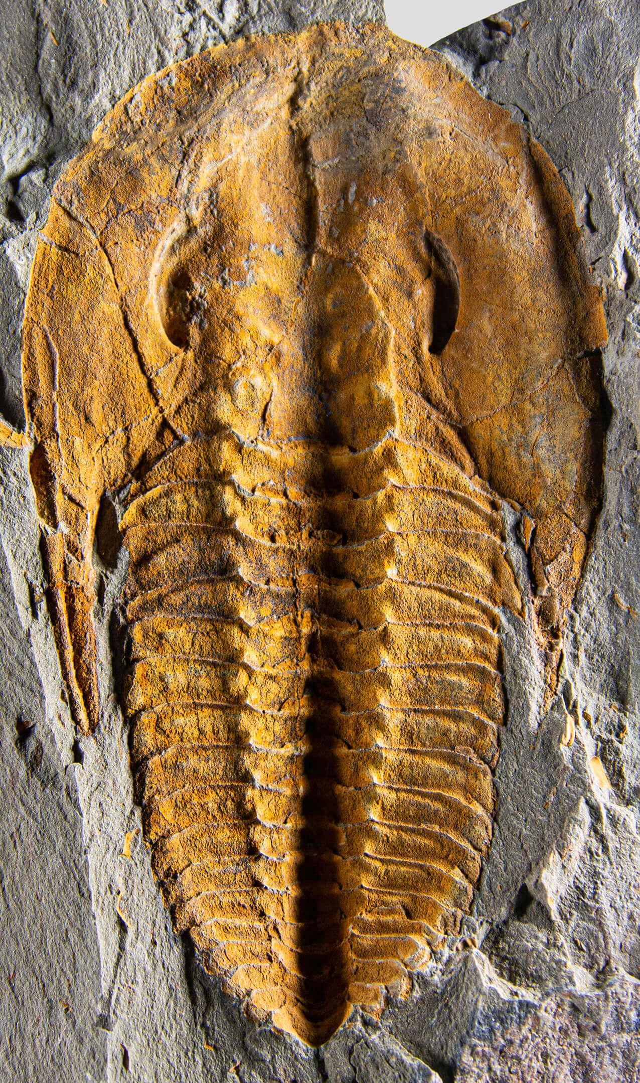 Fino al XVIII secolo Trilobite fossile sormontato da un supporto in ottone acidato in vendita