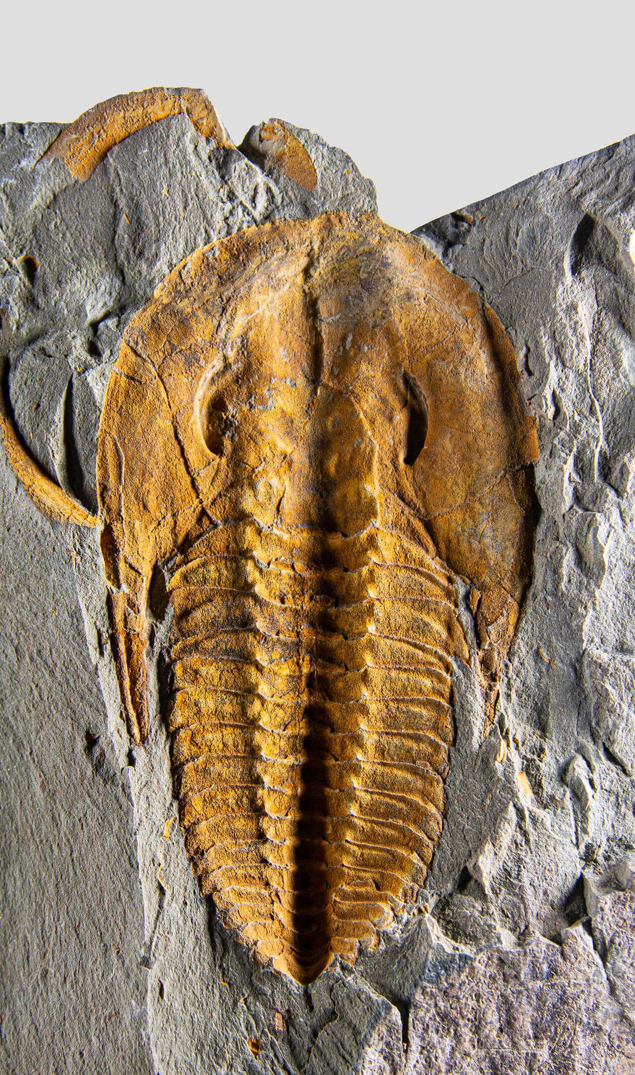 Ironstone Trilobite fossile sormontato da un supporto in ottone acidato in vendita