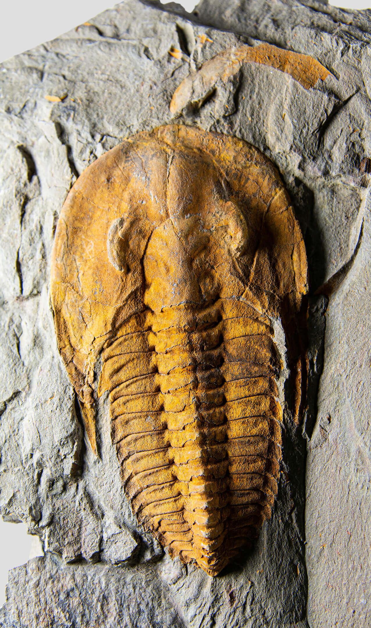 Trilobite fossile sormontato da un supporto in ottone acidato in vendita 1