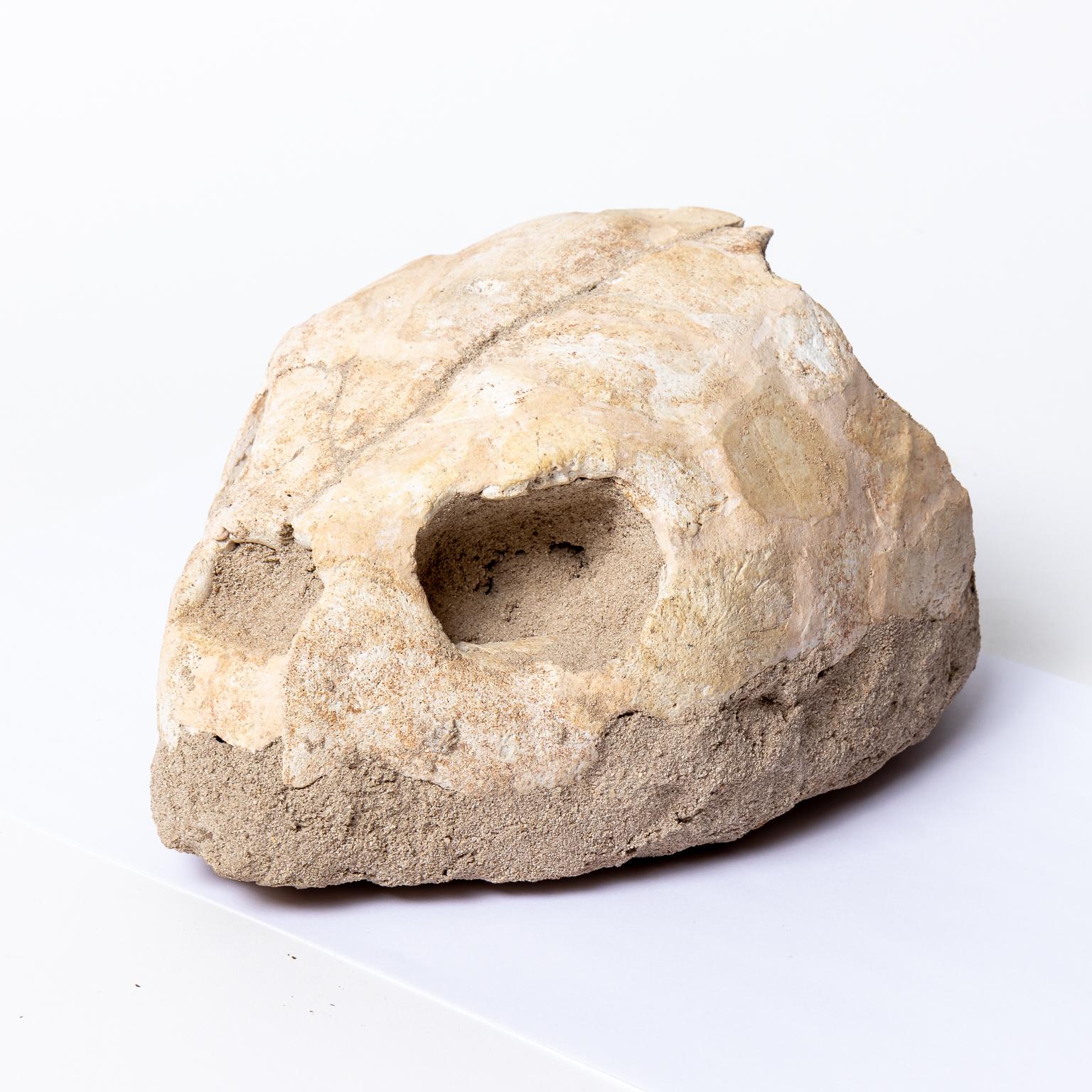 Circa 30 million years old fossil of a turtle head sourced from the Bad Lands in South Dakoda. Please note of wear consistent with age. Made in Bad Lands, South Dakota, United States.