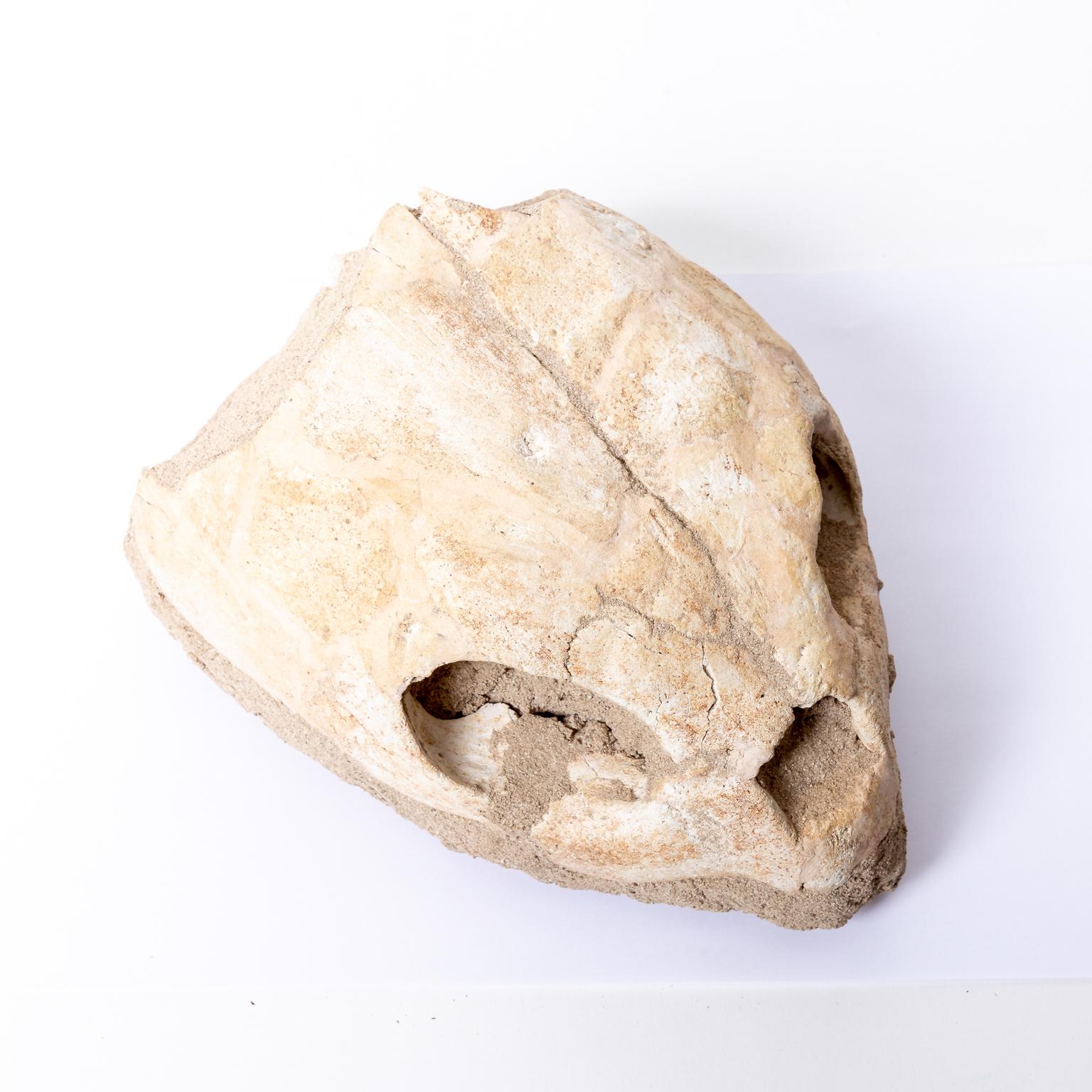 fossilized turtle head