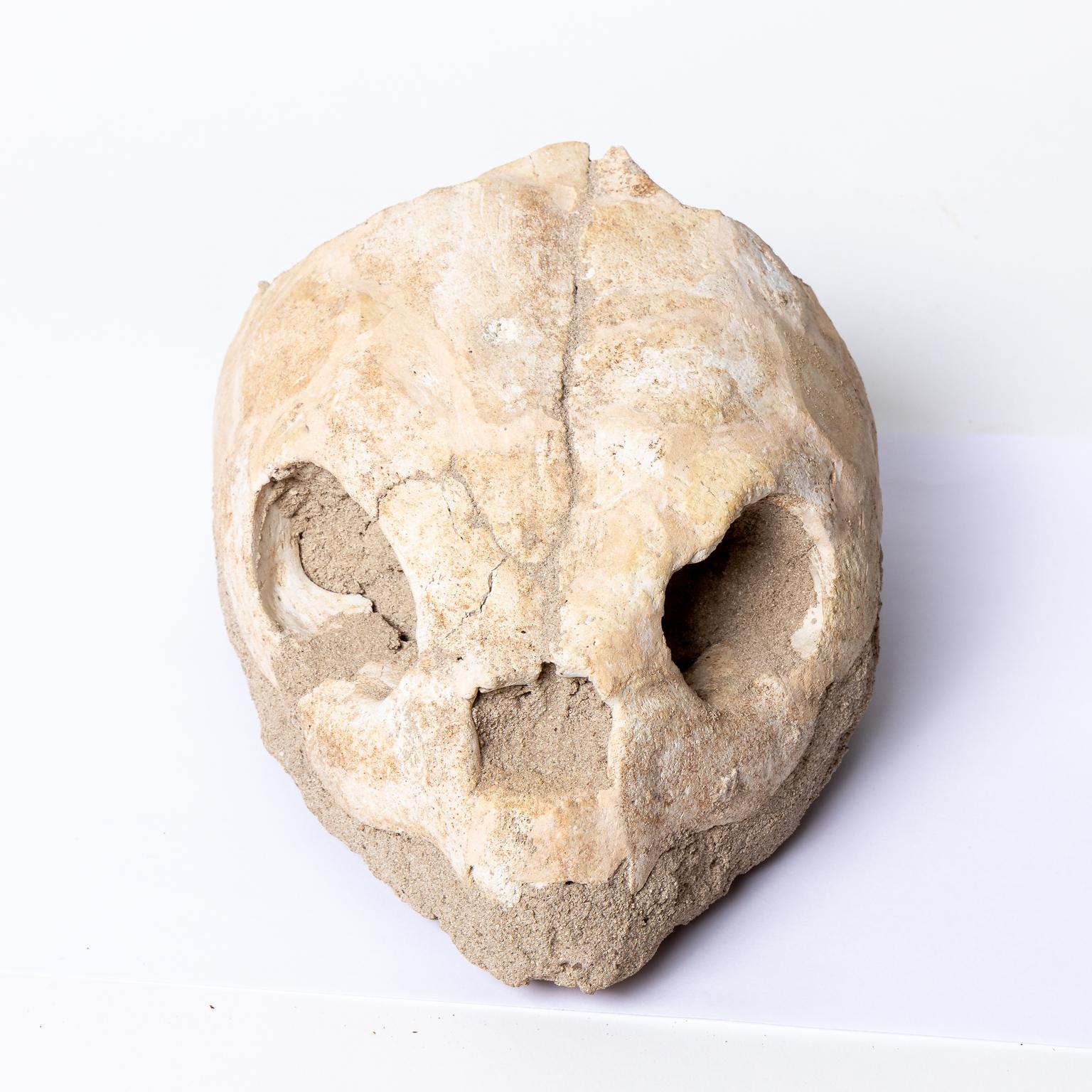 turtle fossils for sale