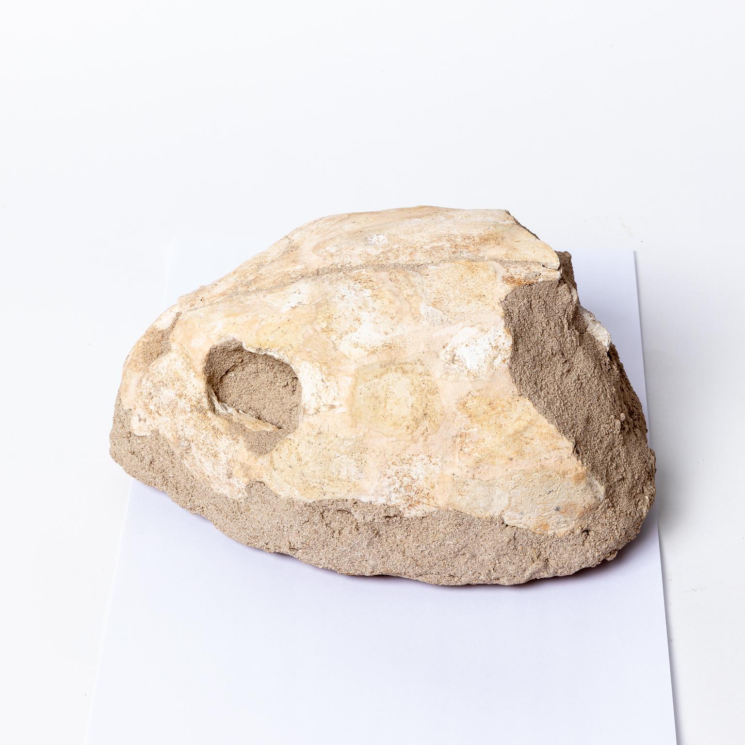 petrified turtle head