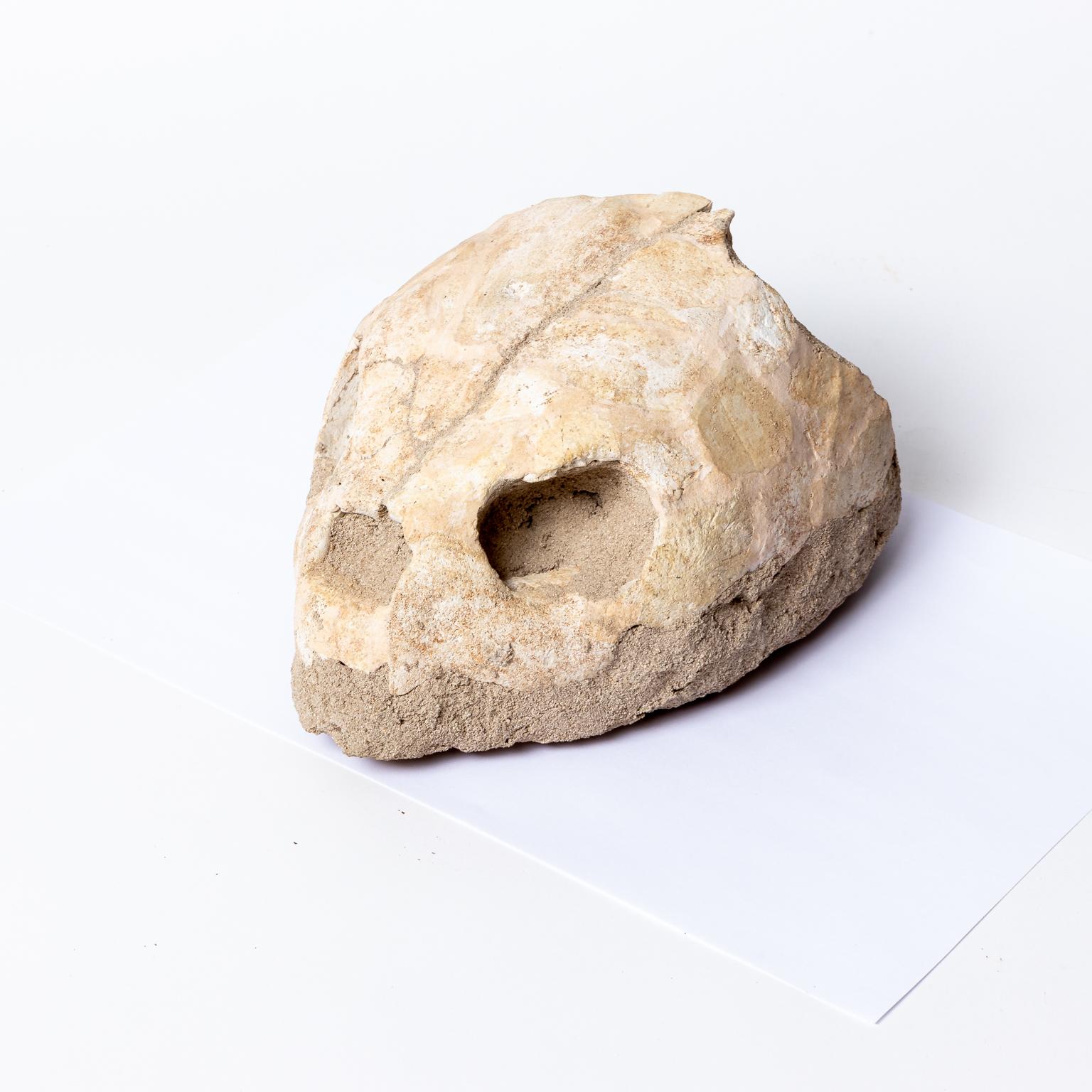 Fossil Turtle Head In Good Condition In Stamford, CT