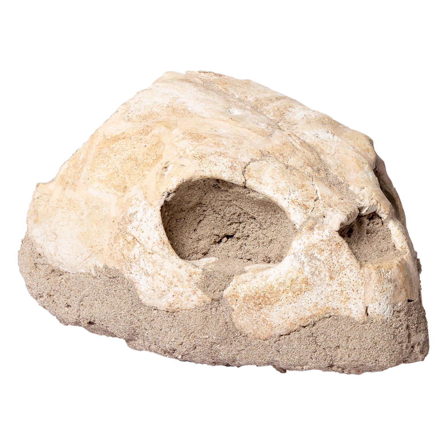 Fossil Turtle Head