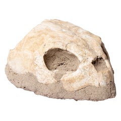 Fossil Turtle Head