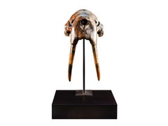 Fossil Walrus Skull & Tusks (Odobenus sp.) on Custom Walnut Base, Holocene