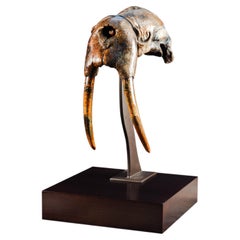Fossil Walrus Skull & Tusks (Odobenus sp.) on Custom Walnut Base, Holocene