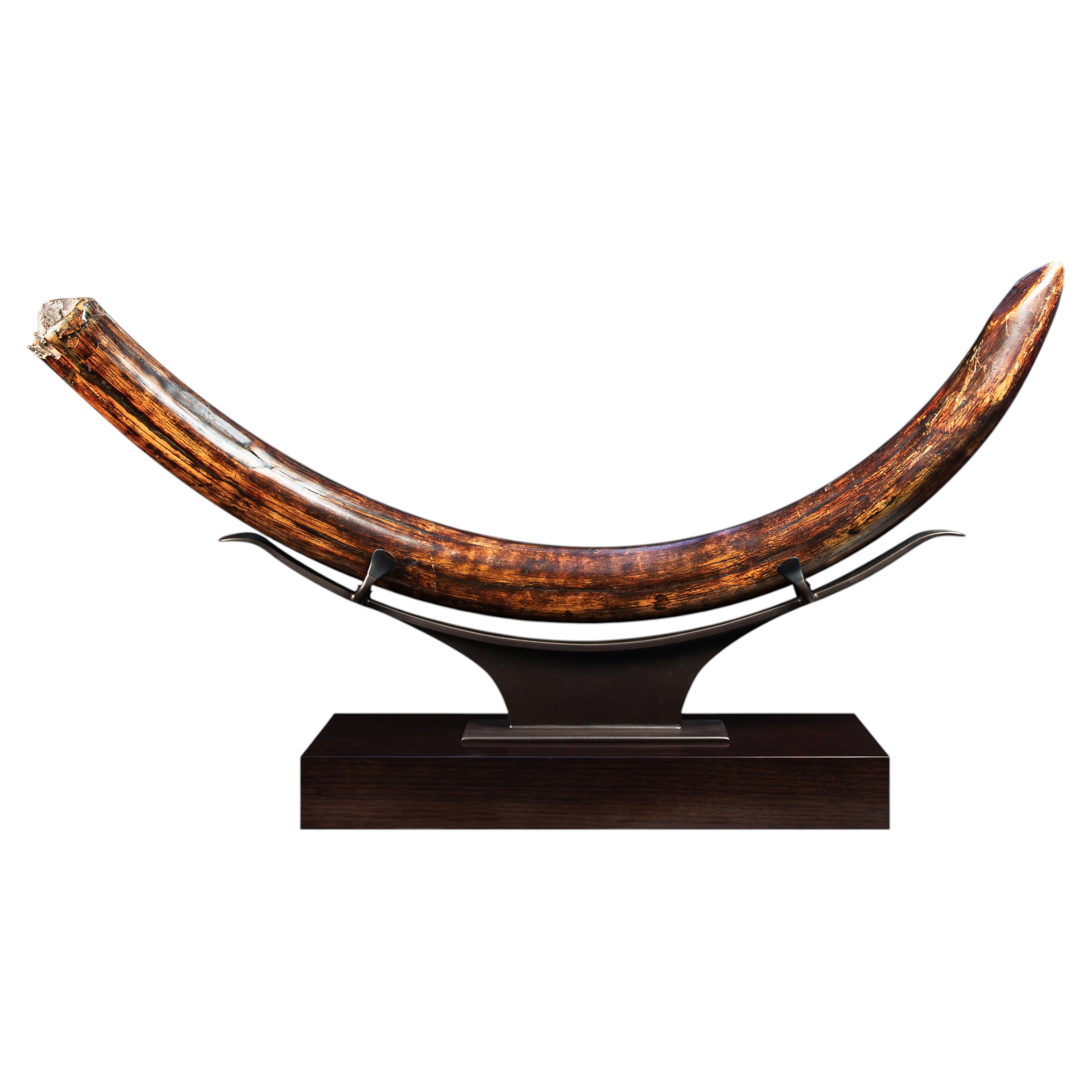 Fossil Woolly Mammoth Tusk on Custom Walnut Stand