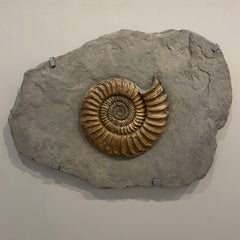 Fossilised Ammonite Plate
