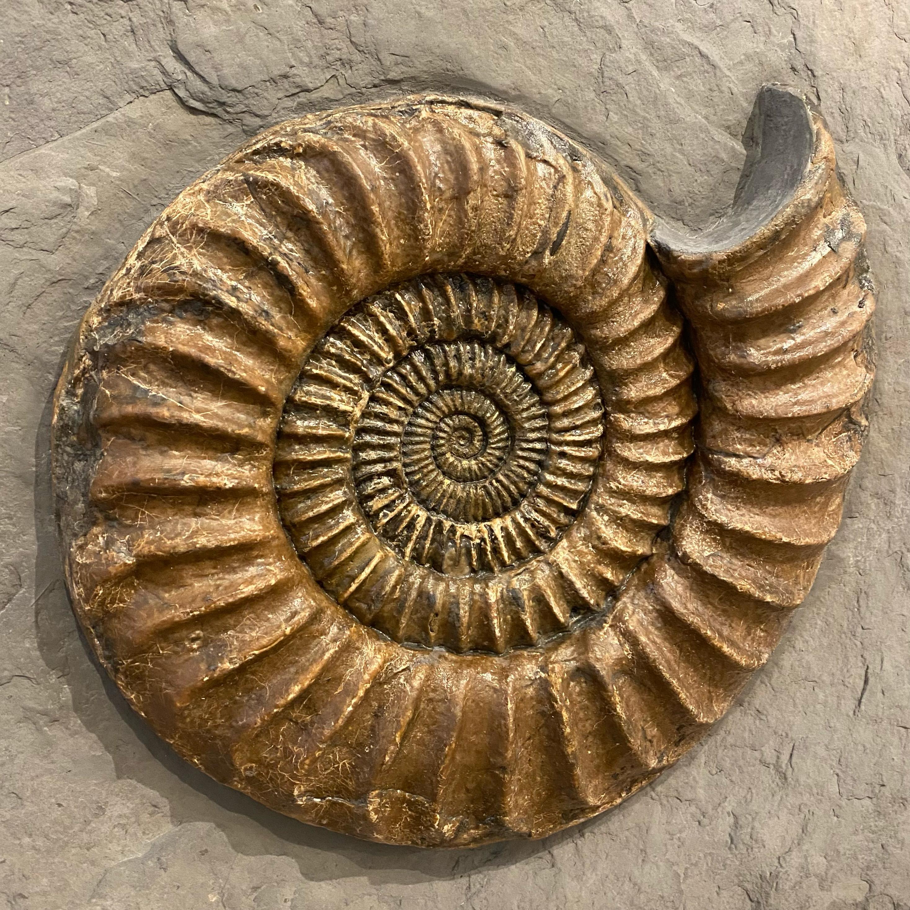 British Fossilised Ammonite Plate For Sale
