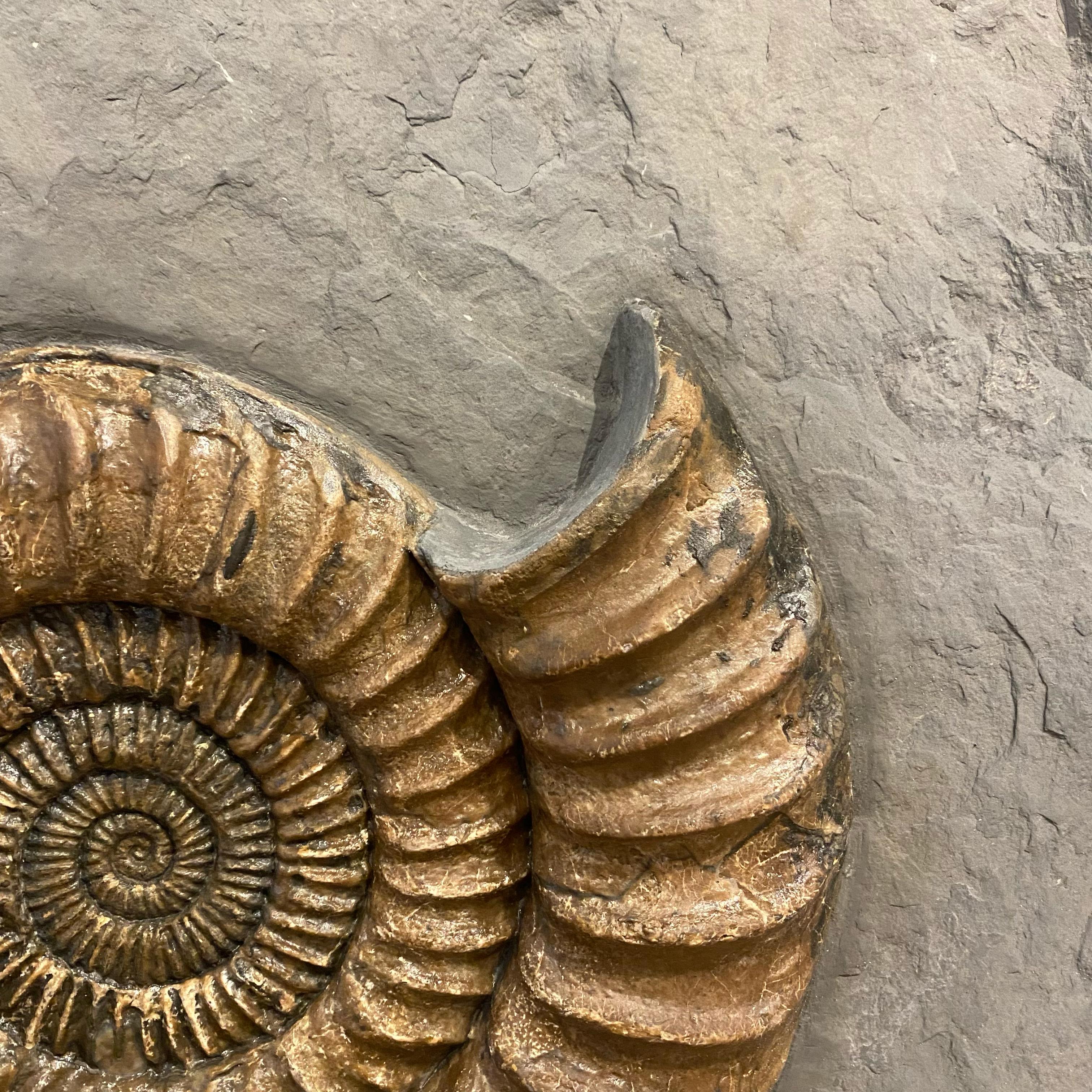 Fossilised Ammonite Plate In Excellent Condition For Sale In Cambridge, GB