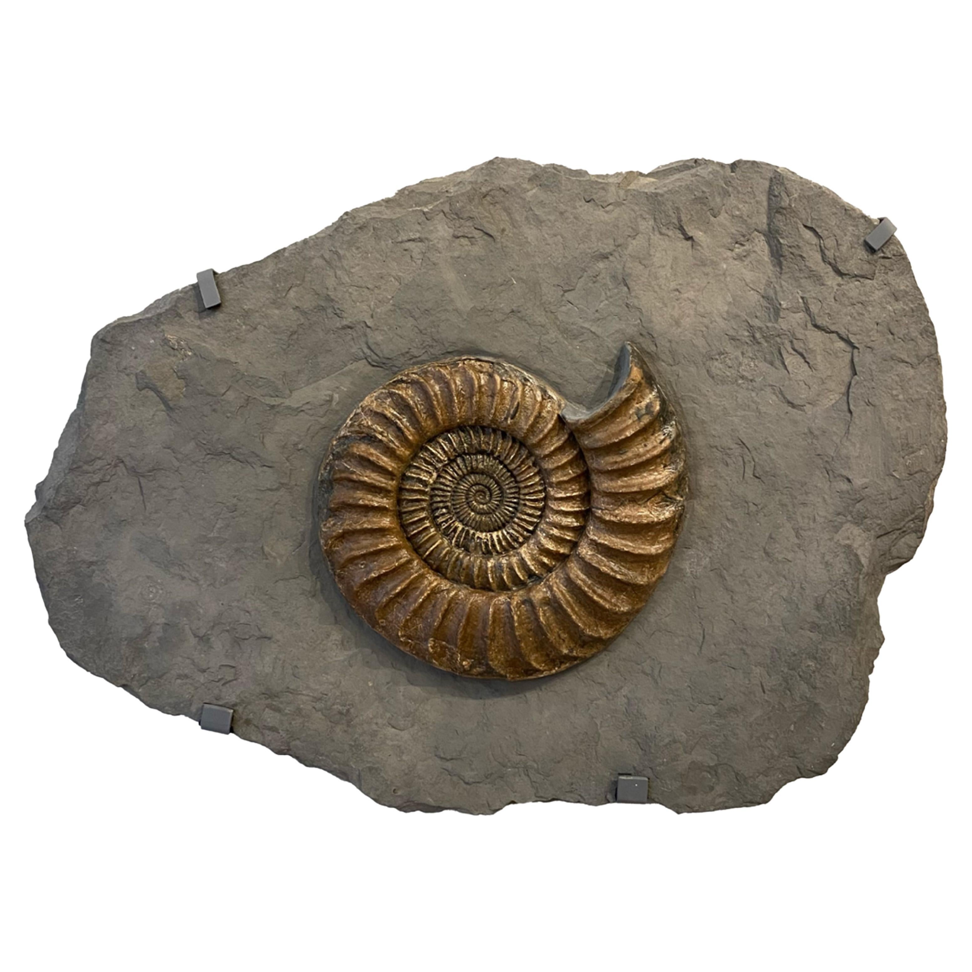 Fossilised Ammonite Plate For Sale